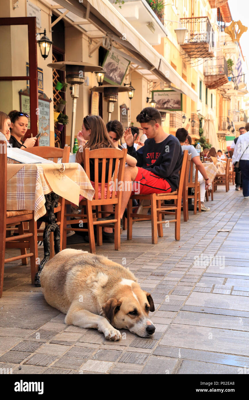 Stray Dog rue Grèce Banque D'Images
