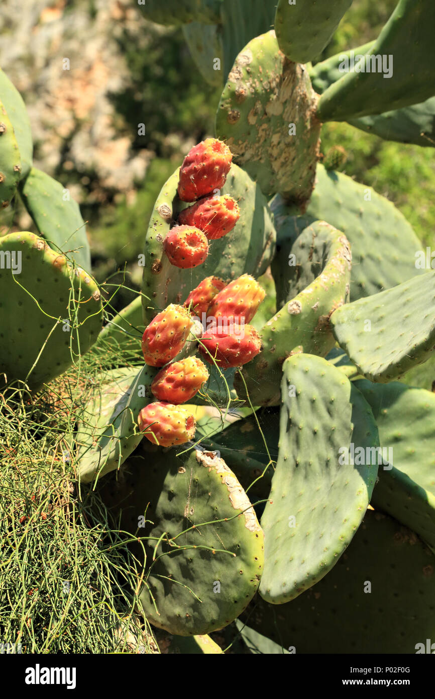 Fruits aux thons cactus Opuntia Banque D'Images