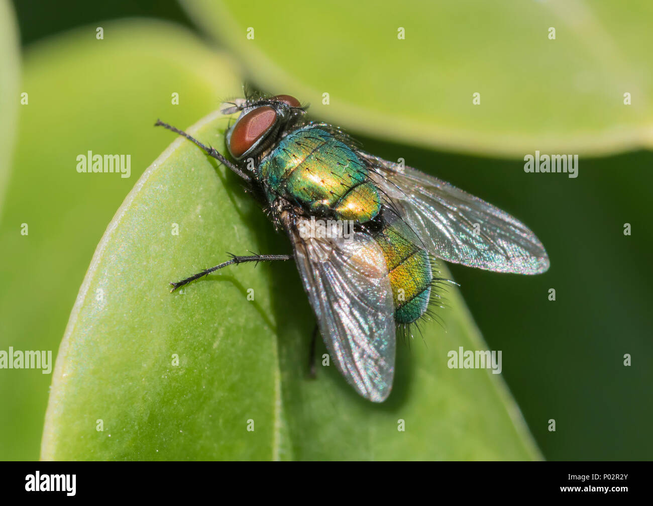 Macro Gros plan d'une bouteille verte voler (Lucilia sericata, Greenbottle fly), une mouche sur une feuille au printemps au Royaume-Uni. Banque D'Images