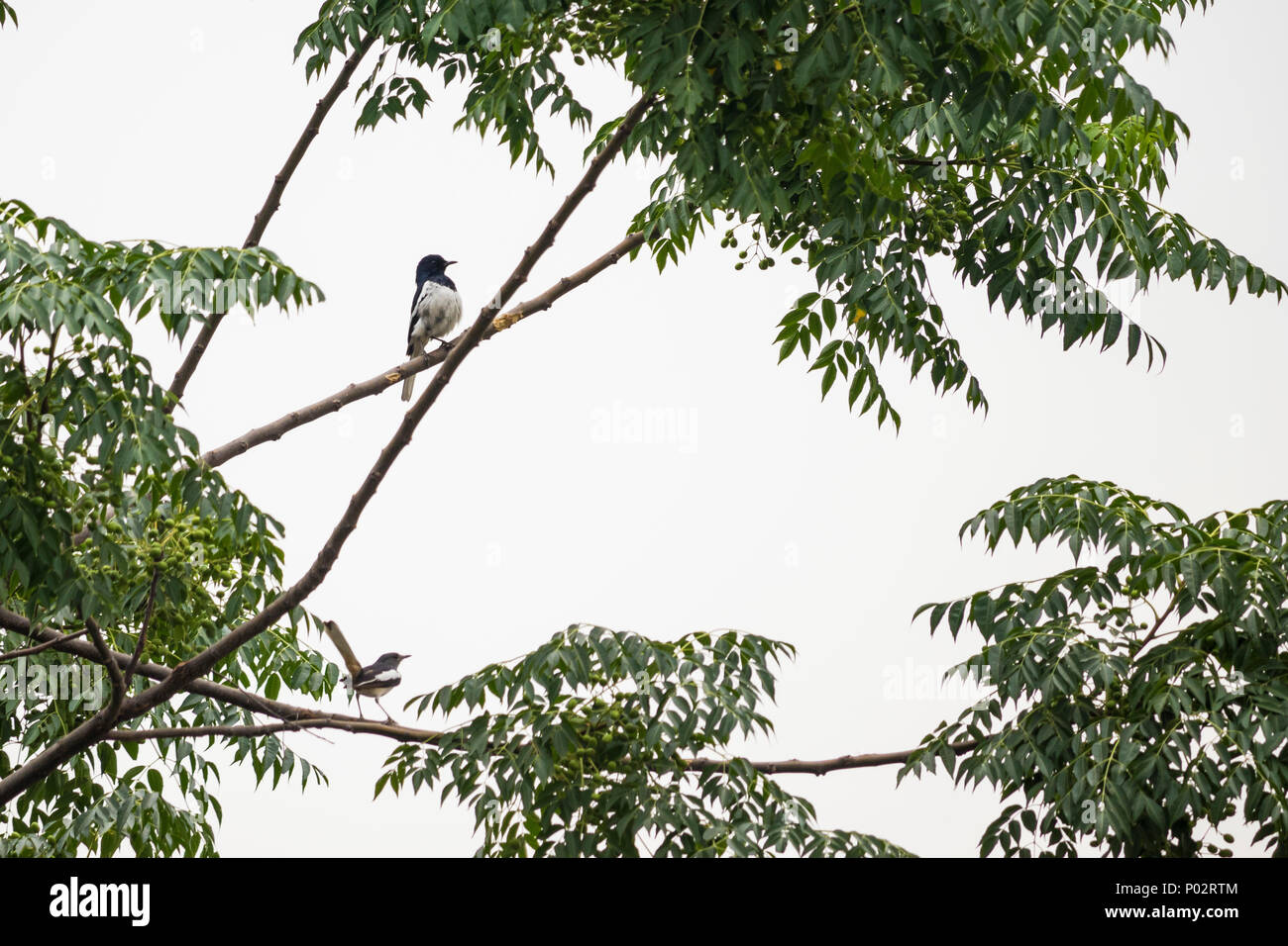 Deux Indiens Robins Pie sur l'arbre à l'extérieur de ma maison. Banque D'Images