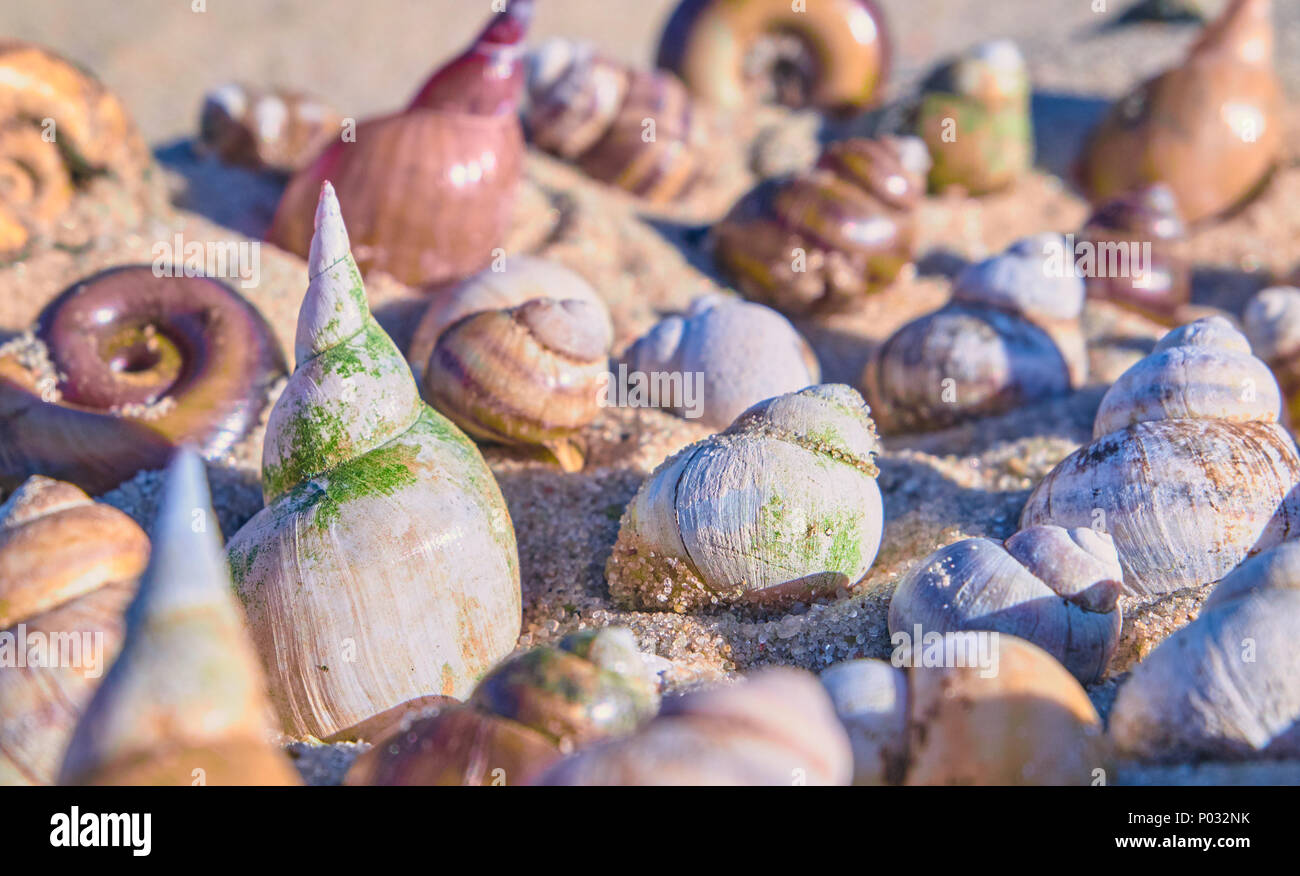 Arrière-plan avec des coquillages sur une plage de sable. Toile d'été nature Banque D'Images