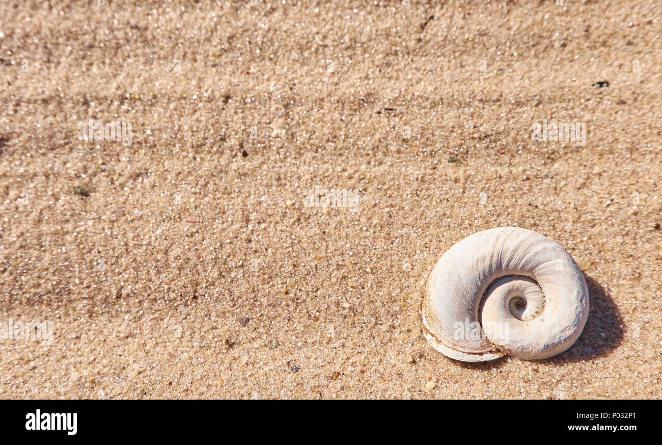 Coquillage sur une plage de sable. Fond d'été par un vide textspace Banque D'Images