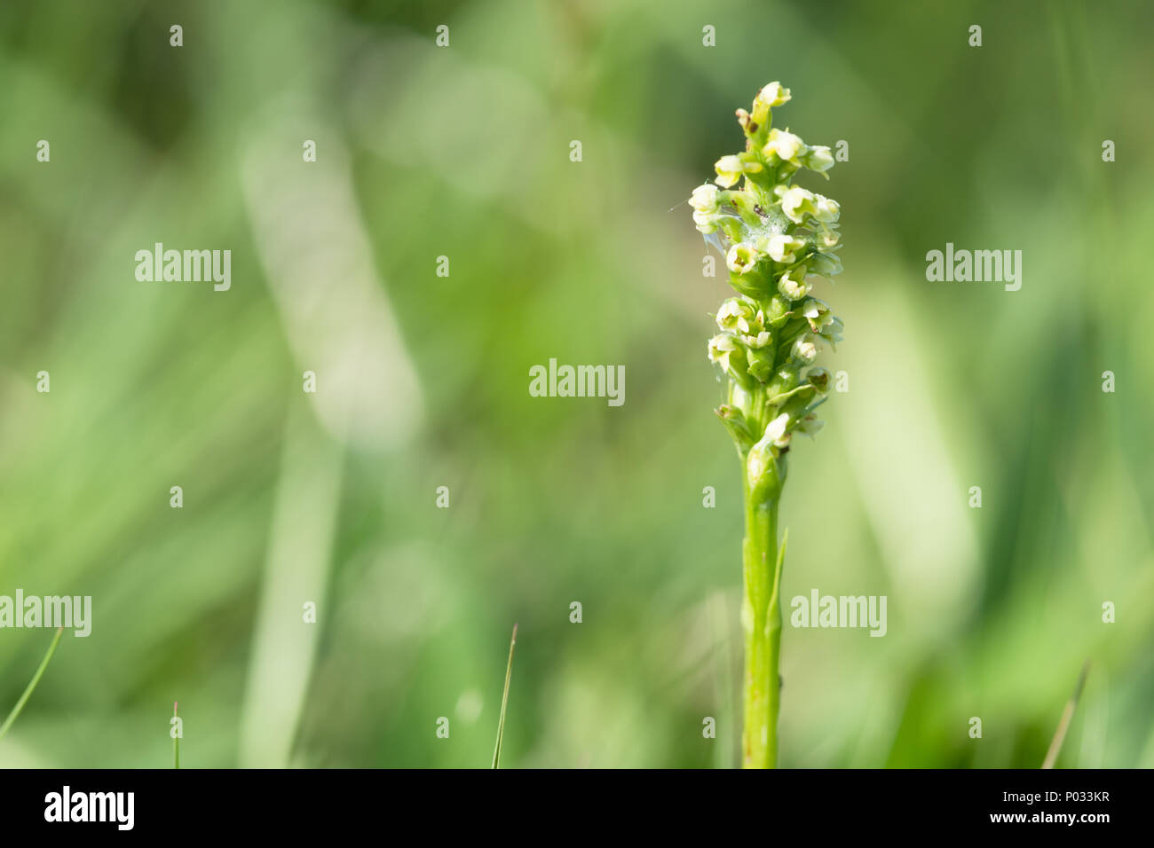 Pseudorchis albida - petite orchidée blanche Banque D'Images