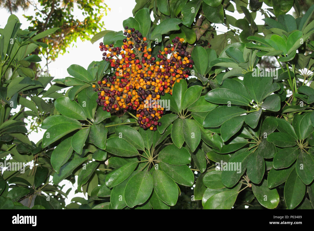 Schefflera arboricola avec fruits Banque D'Images