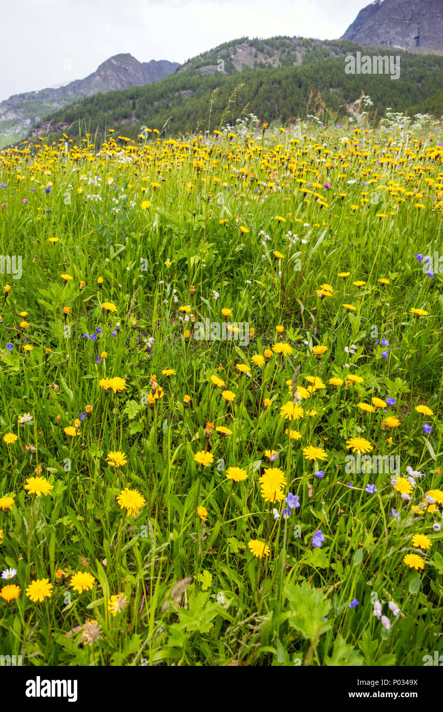 Pré alpin avec des fleurs jaunes, Randa, Suisse Banque D'Images