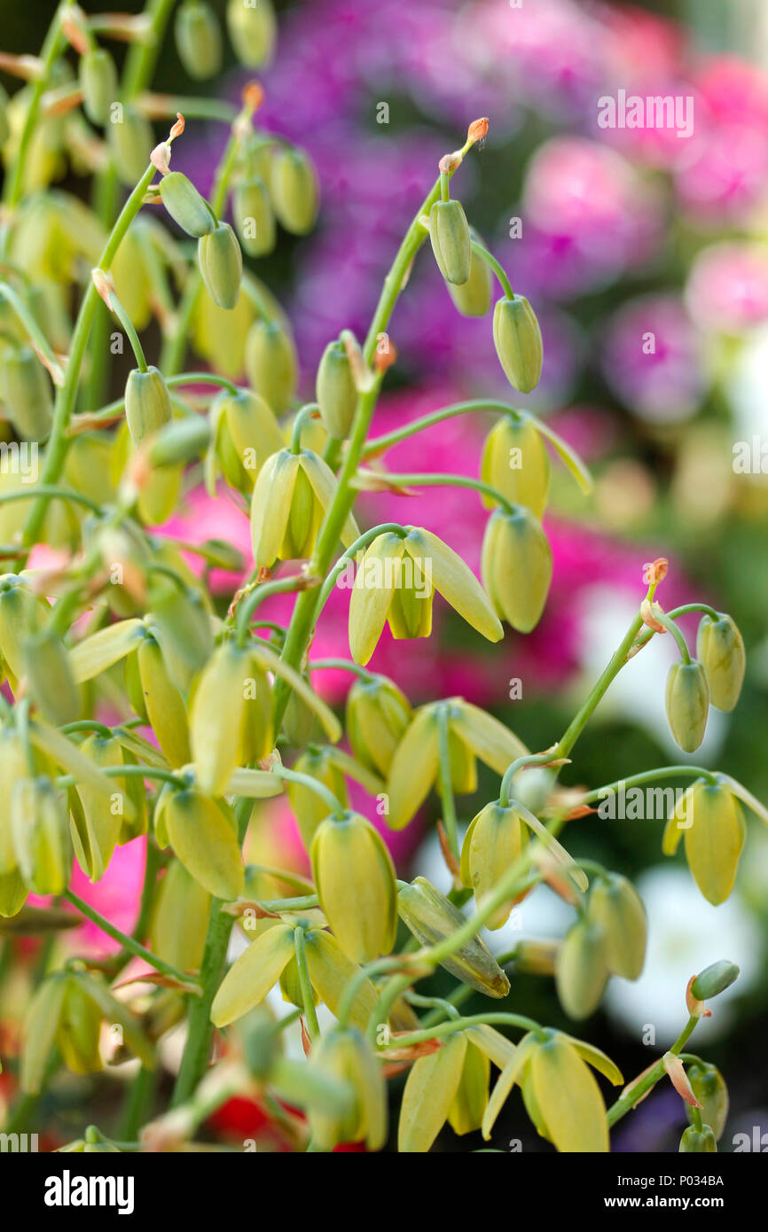 Frizzle sizzle-. Albuca spiralis. Banque D'Images