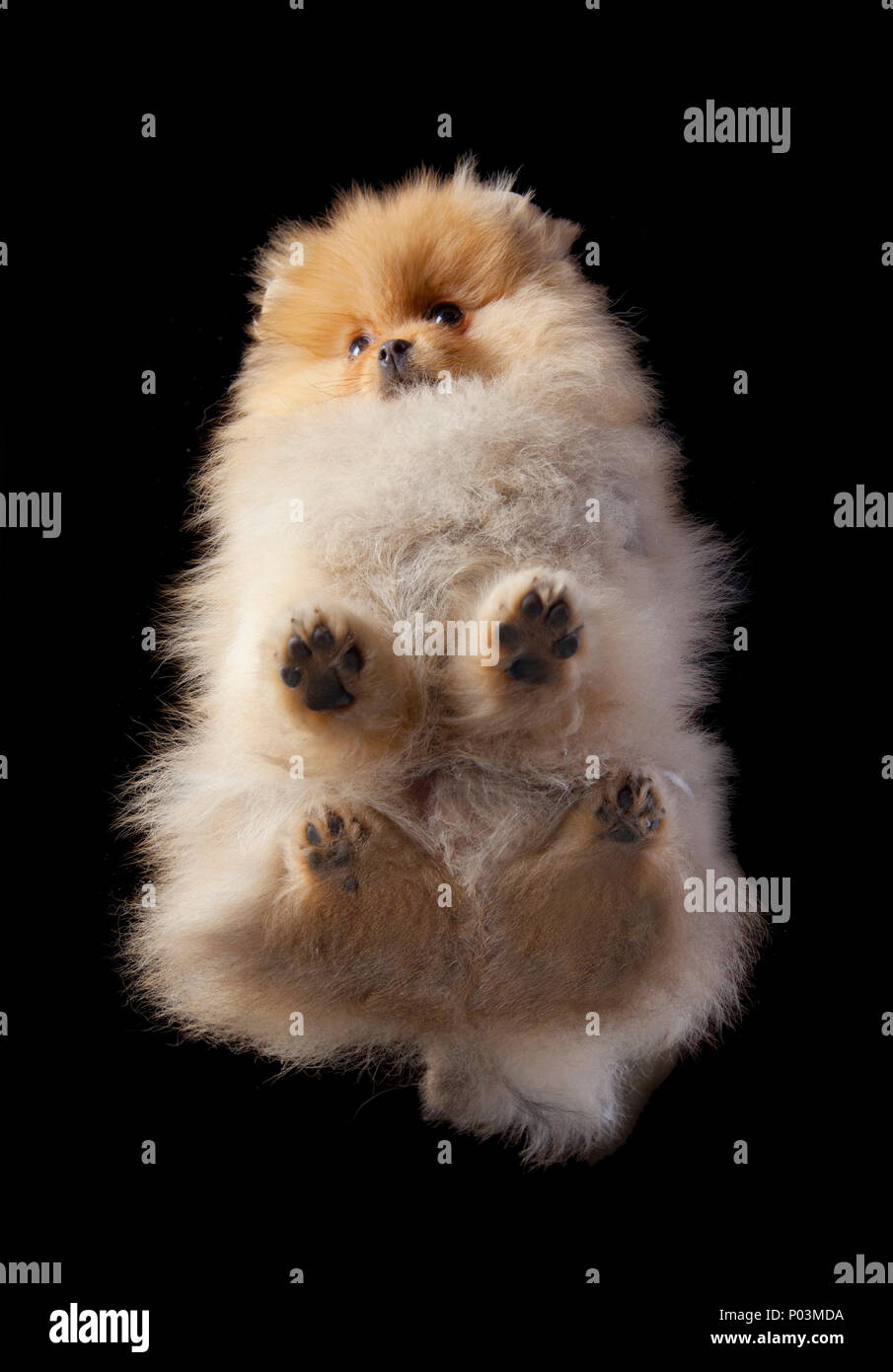 Chien Pomeranian de dessous en studio, avec un fond noir Banque D'Images