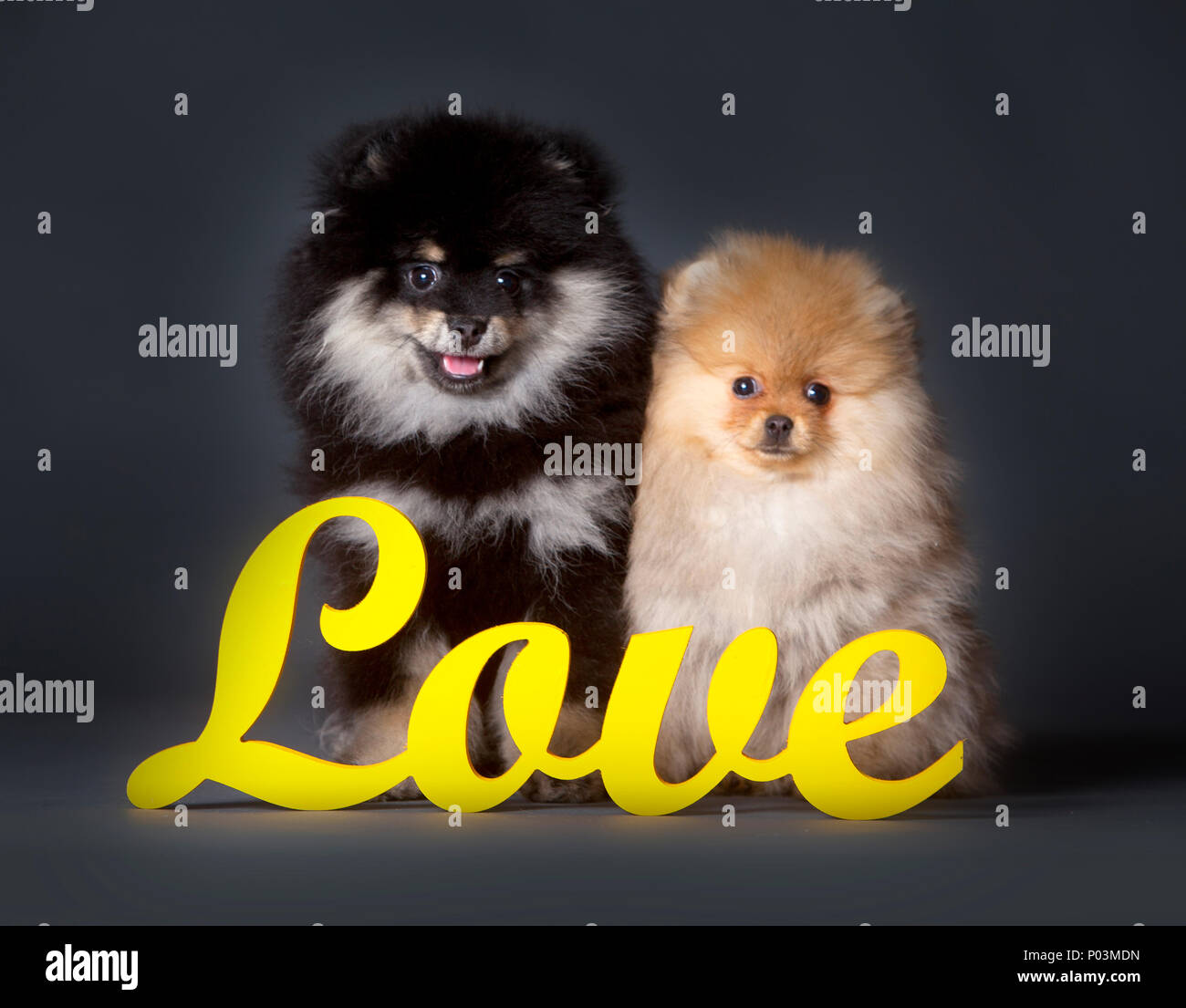 Deux chiens Pomeranian en studio avec des lettres d'amour et fond gris Banque D'Images