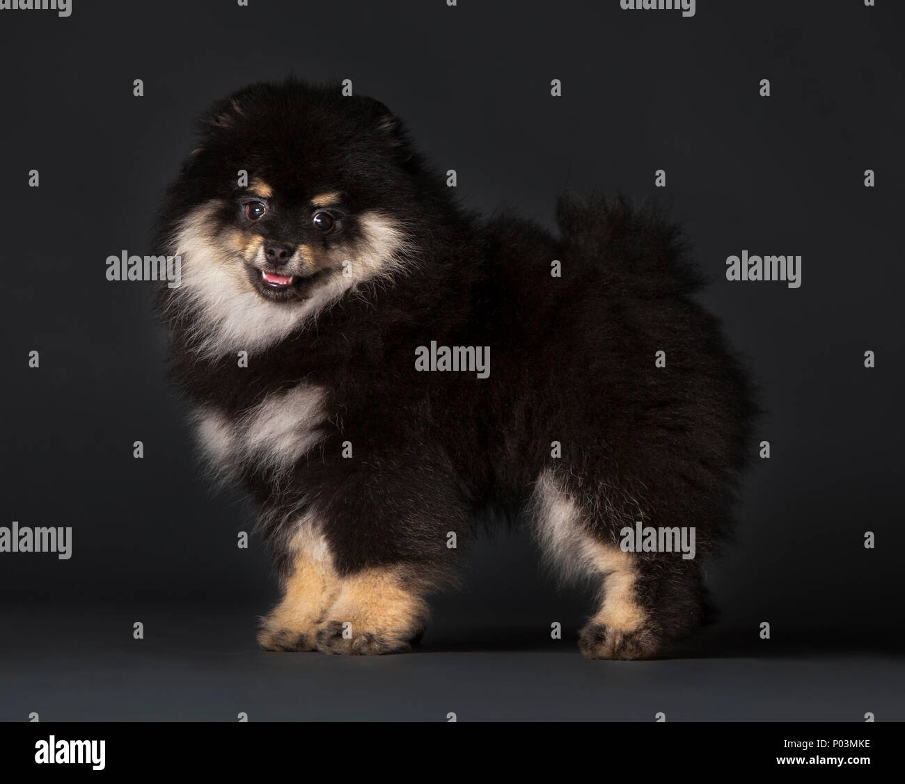 Chien Pomeranian Portrait en studio avec fond brun Banque D'Images