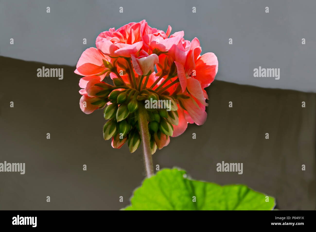 Pélargonium ou Géranium fleur près d'une grappe de fleurs saumon double, de bourgeons et de feuilles vertes, Sofia, Bulgarie Banque D'Images