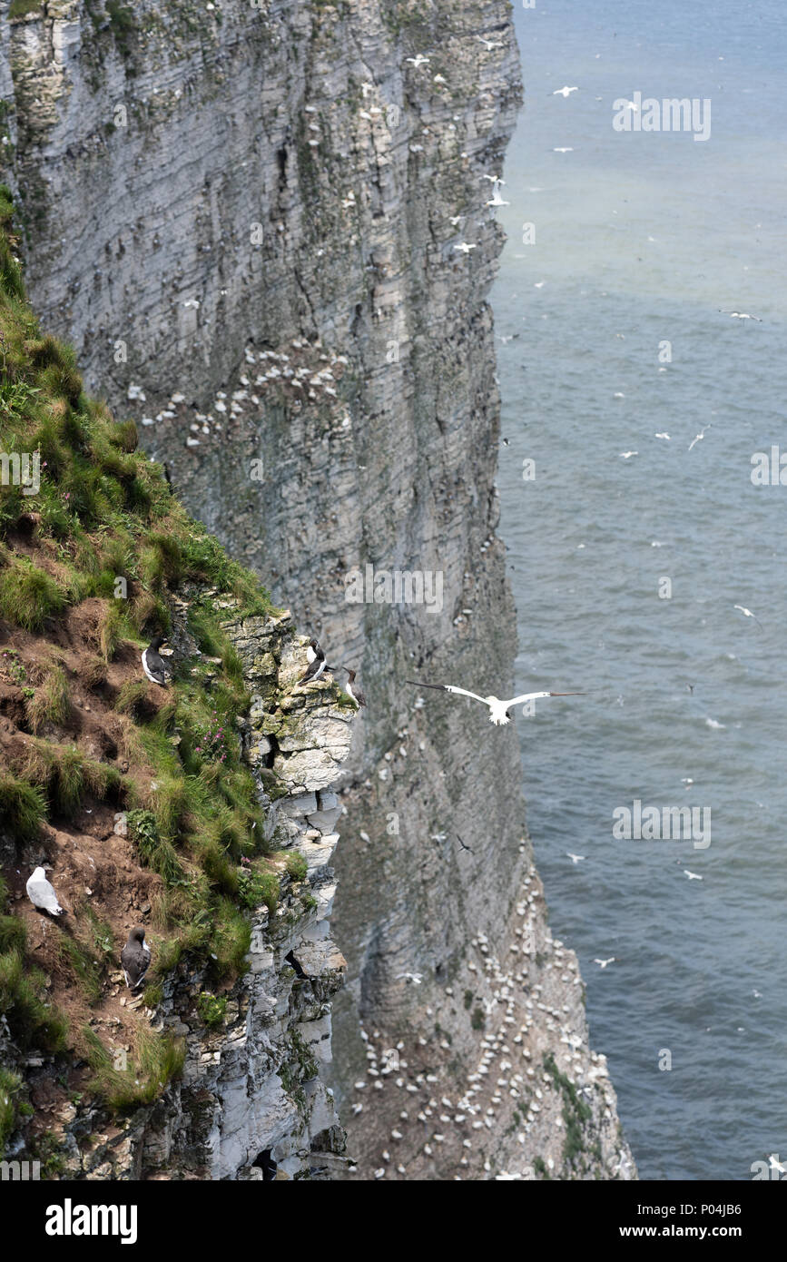 Les oiseaux marins nichent à Bempton Cliffs en juin 2018 Banque D'Images