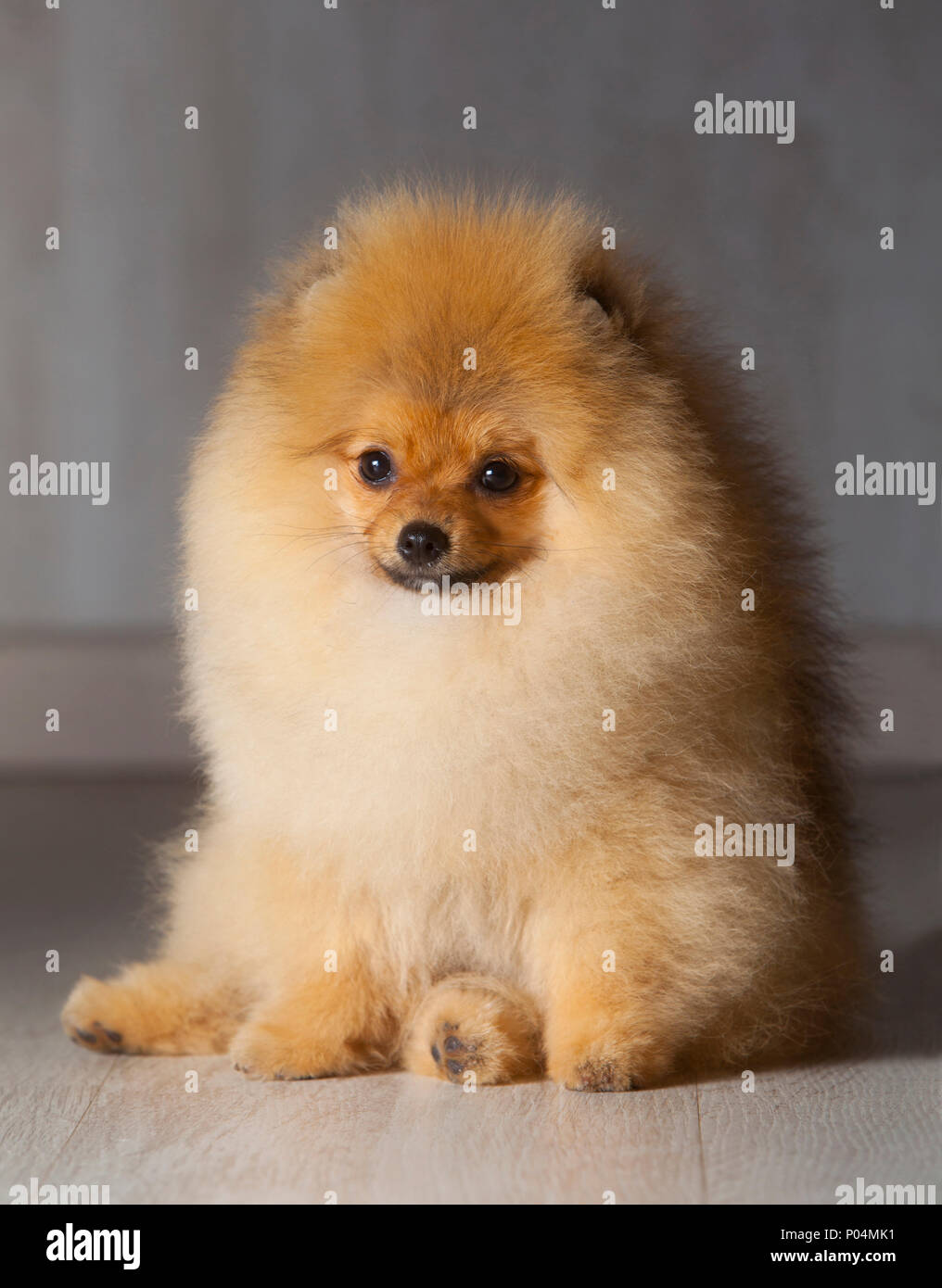 Chien Pomeranian en studio Banque D'Images