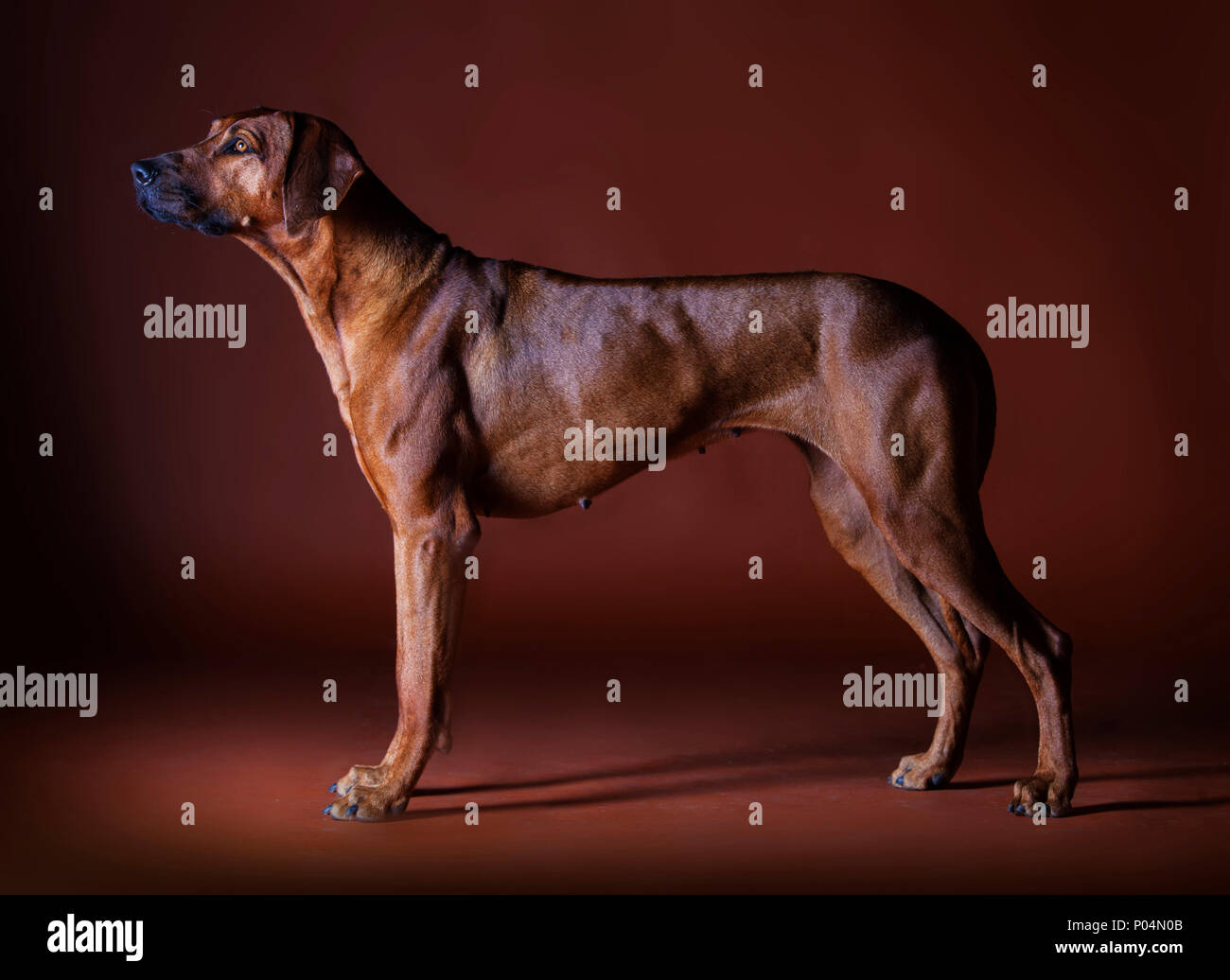 Le Rhodesian Ridgeback portrait en studio Banque D'Images