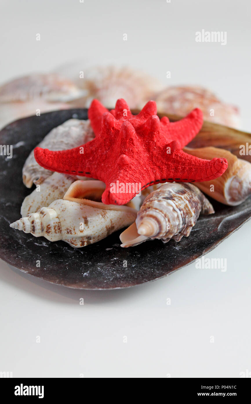 L'étoile rouge avec Cockleshell sur fond blanc. Banque D'Images