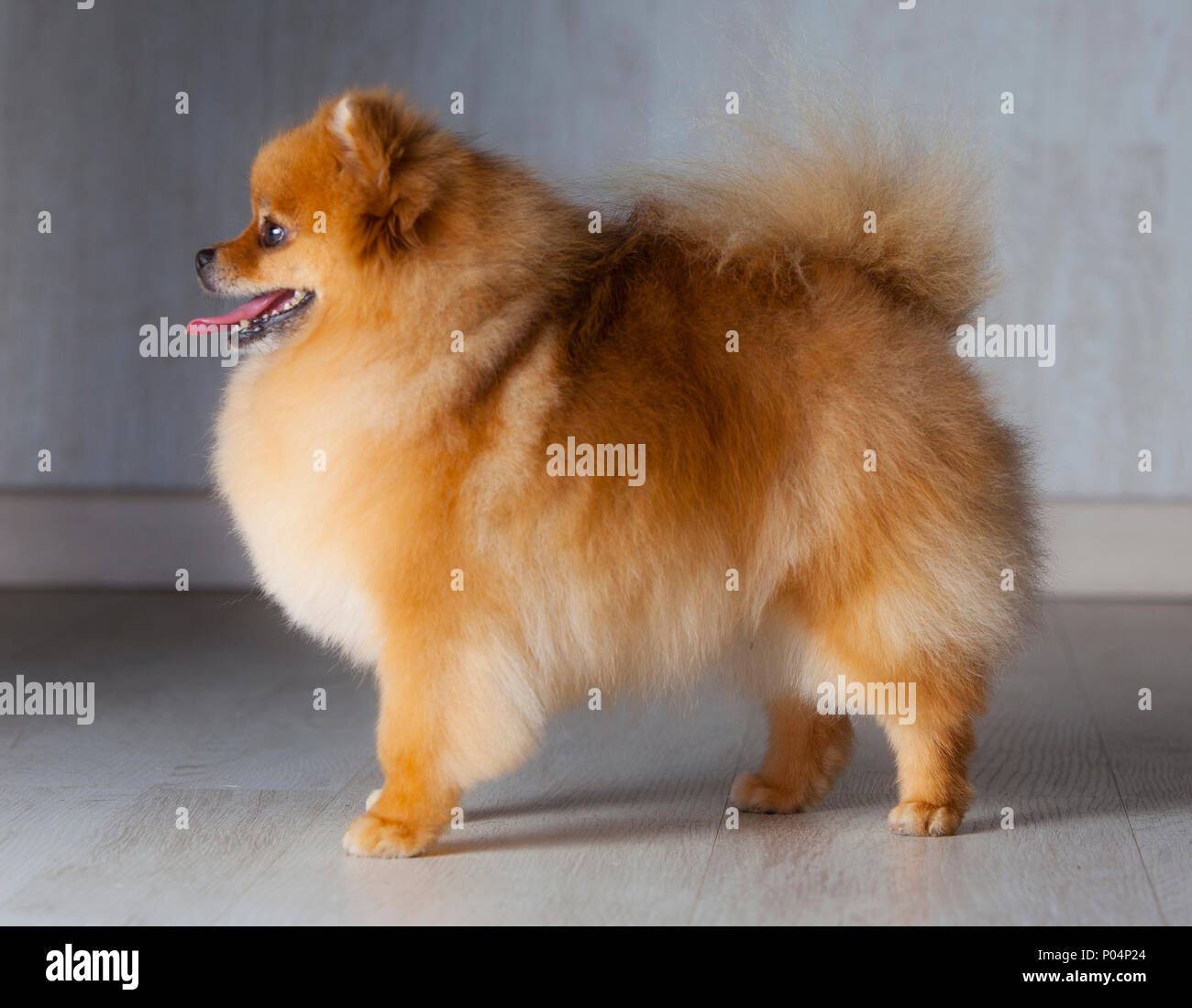 Orange jeune chien pomeranian dog show permanent de race à poser sur un fond de bois Banque D'Images