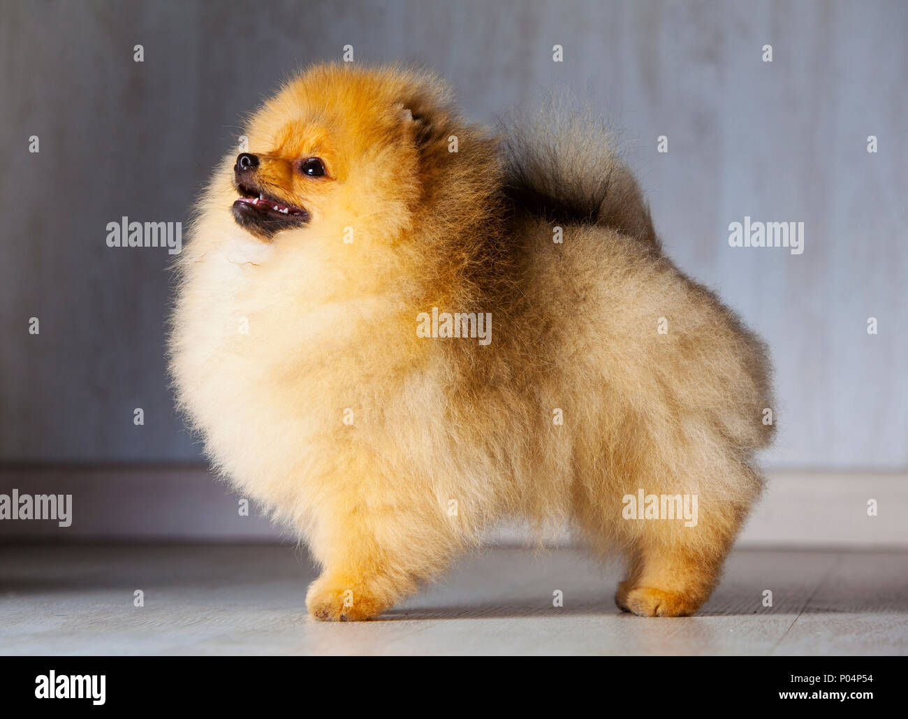 Orange chien pomeranian en studio, avec un fond de bois Banque D'Images
