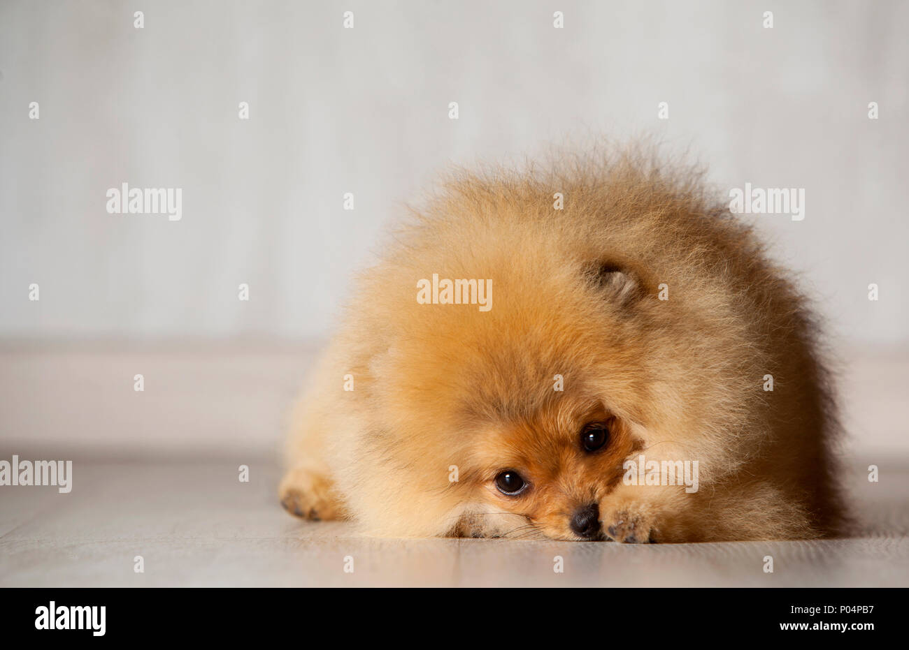Timide et triste chiot pomeranian fixant dans un fond de bois Banque D'Images