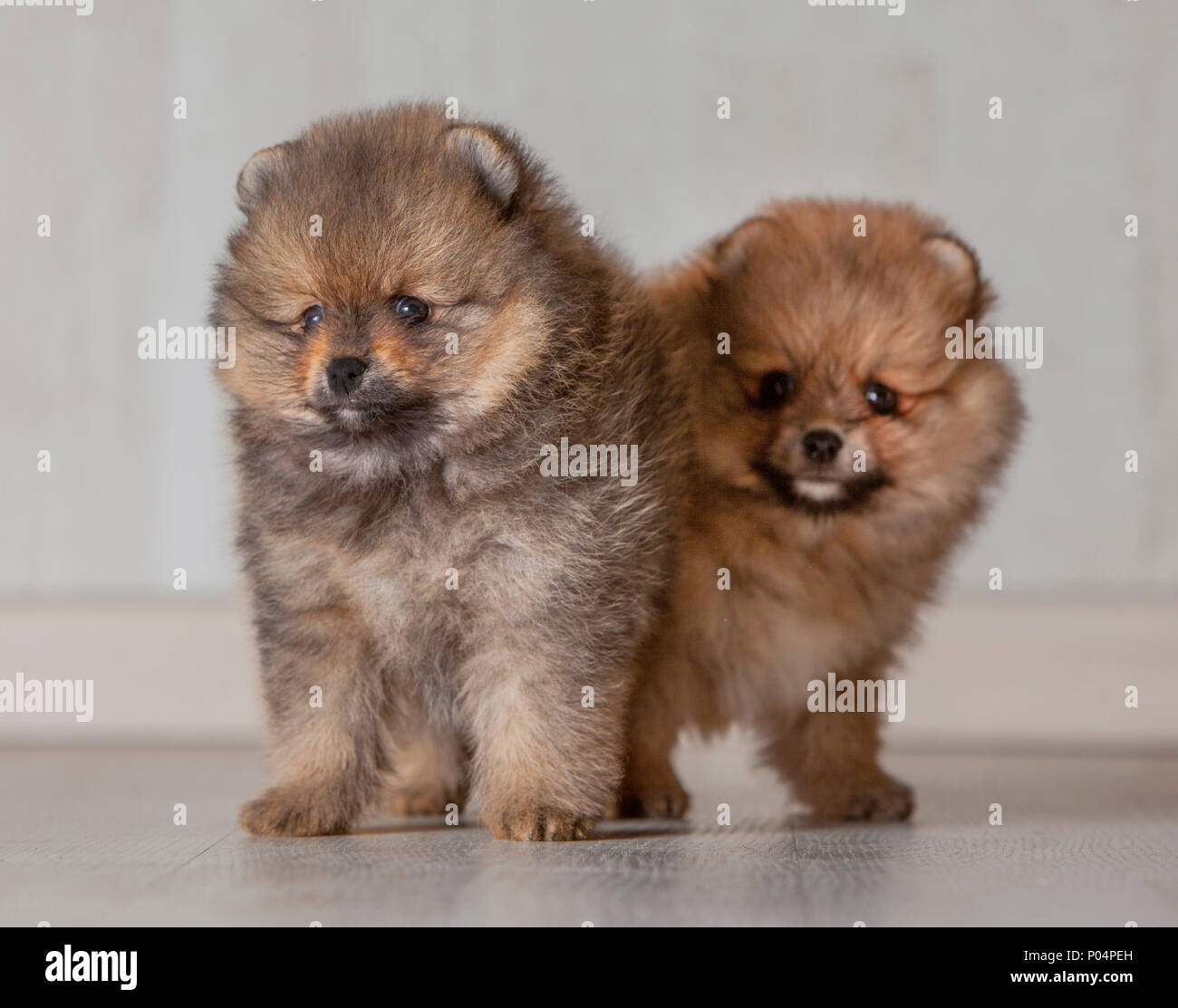 Deux chiots pomeranian frères ou sœurs dans un fond de bois Banque D'Images