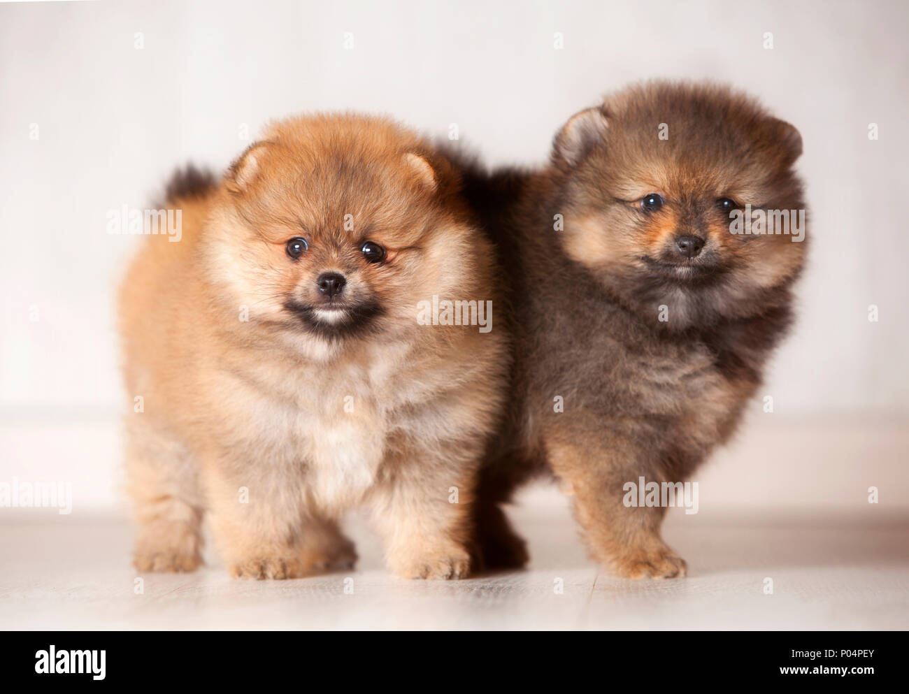 Deux chiots pomeranian dans un fond de bois Banque D'Images
