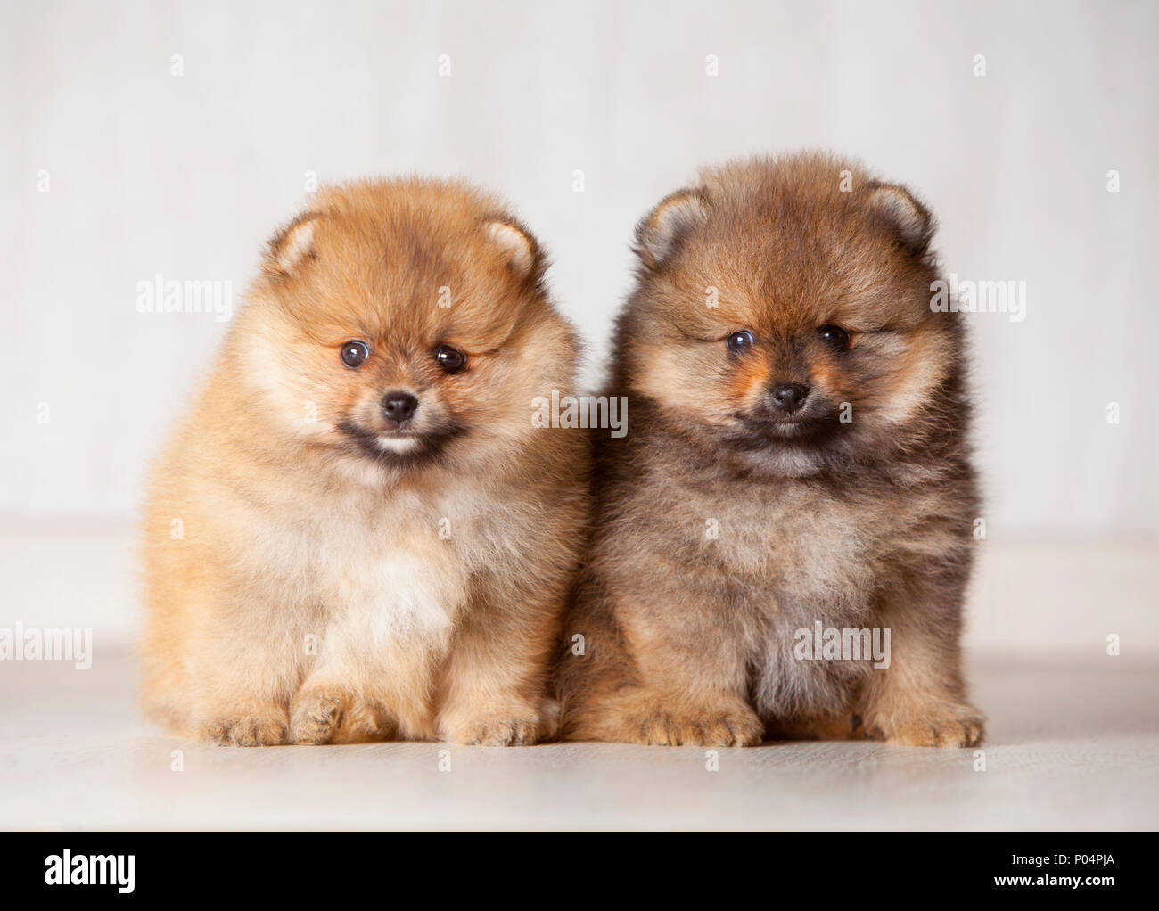Deux chiots pomeranian assis dans un fond de bois Banque D'Images