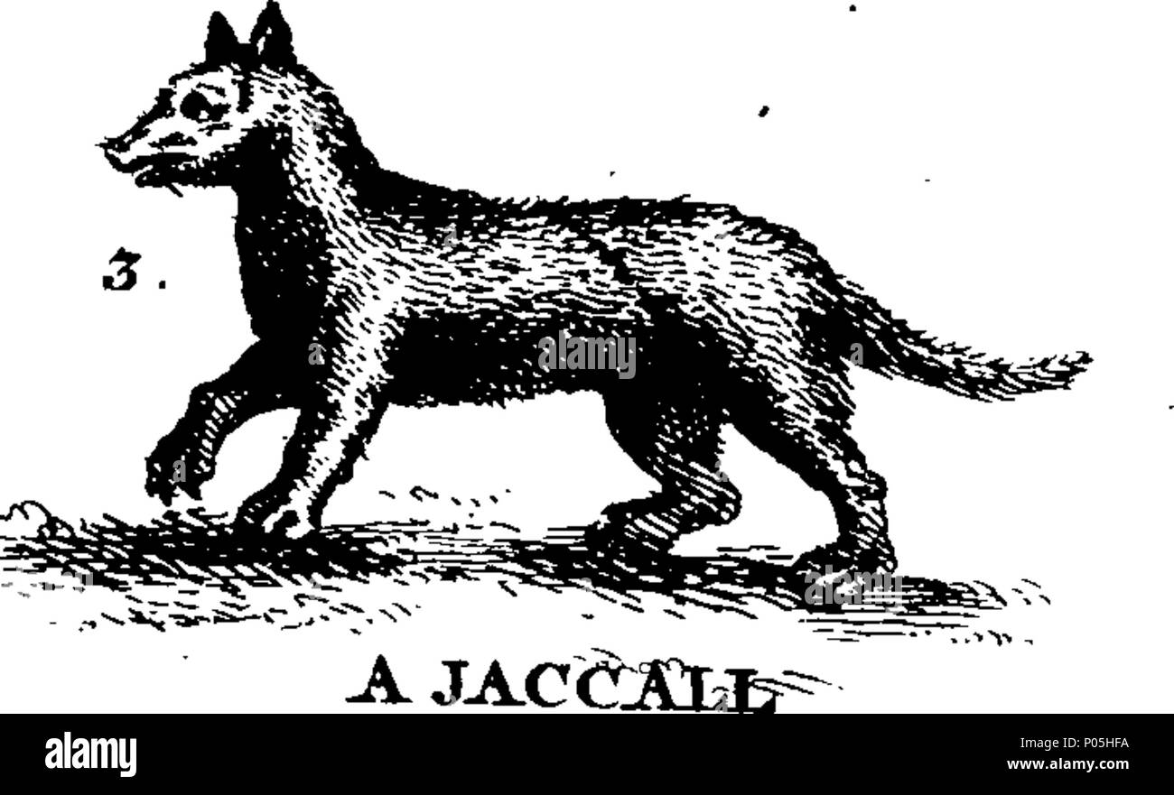 . Anglais : Fleuron du livre : une description de trois cents bêtes ; à savoir les animaux, oiseaux, poissons, serpents et insectes. Avec un compte particulier de la pêche des baleines. Extrait des meilleurs auteurs, et adapté à l'utilisation de toutes les capacités, en particulier pour séduire les enfants à lire. Illustré avec des plaques de cuivre, sur lequel est gravé curieusement tous les animaux, oiseau, poisson, Serpent, et l'insecte, describ'd dans tout le livre. 88 Une description de trois cents animaux ; viz Fleuron T135789-5 Banque D'Images