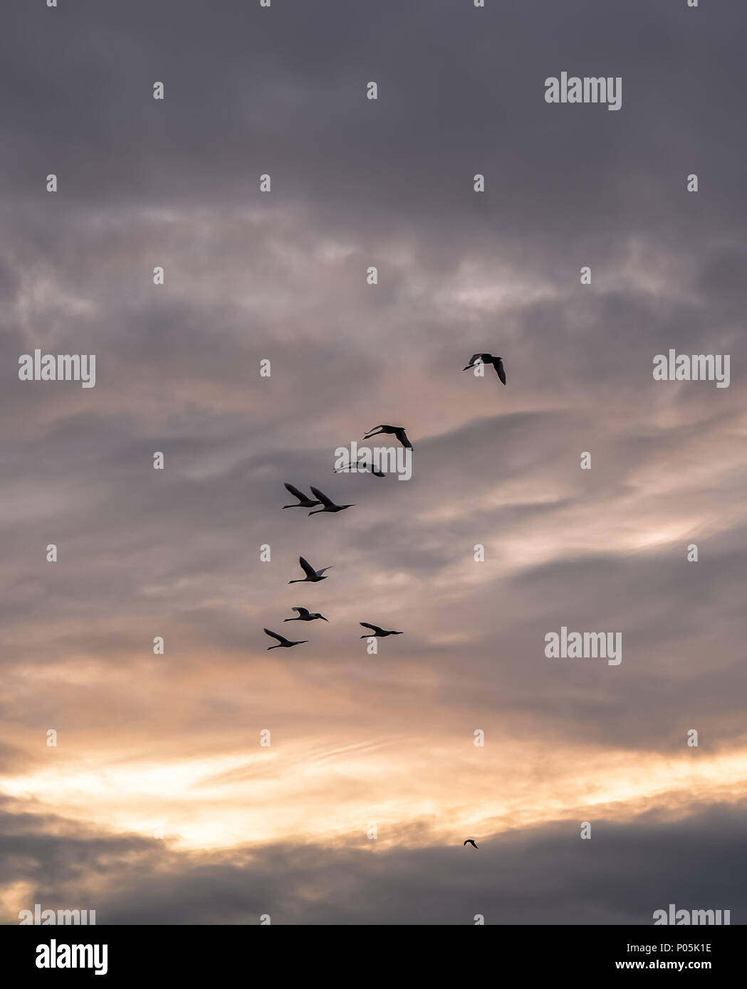 Troupeau d'oies voler dans un ciel nuageux ciel du soir Banque D'Images