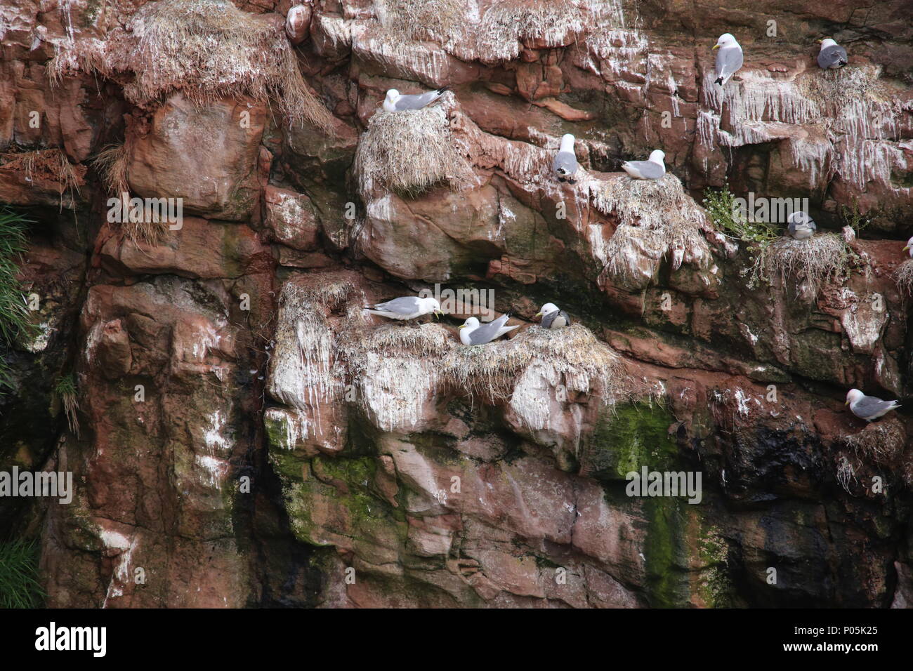 La nidification des goélands mer falaises Seaton Angus Scotland Juin 2018 Banque D'Images