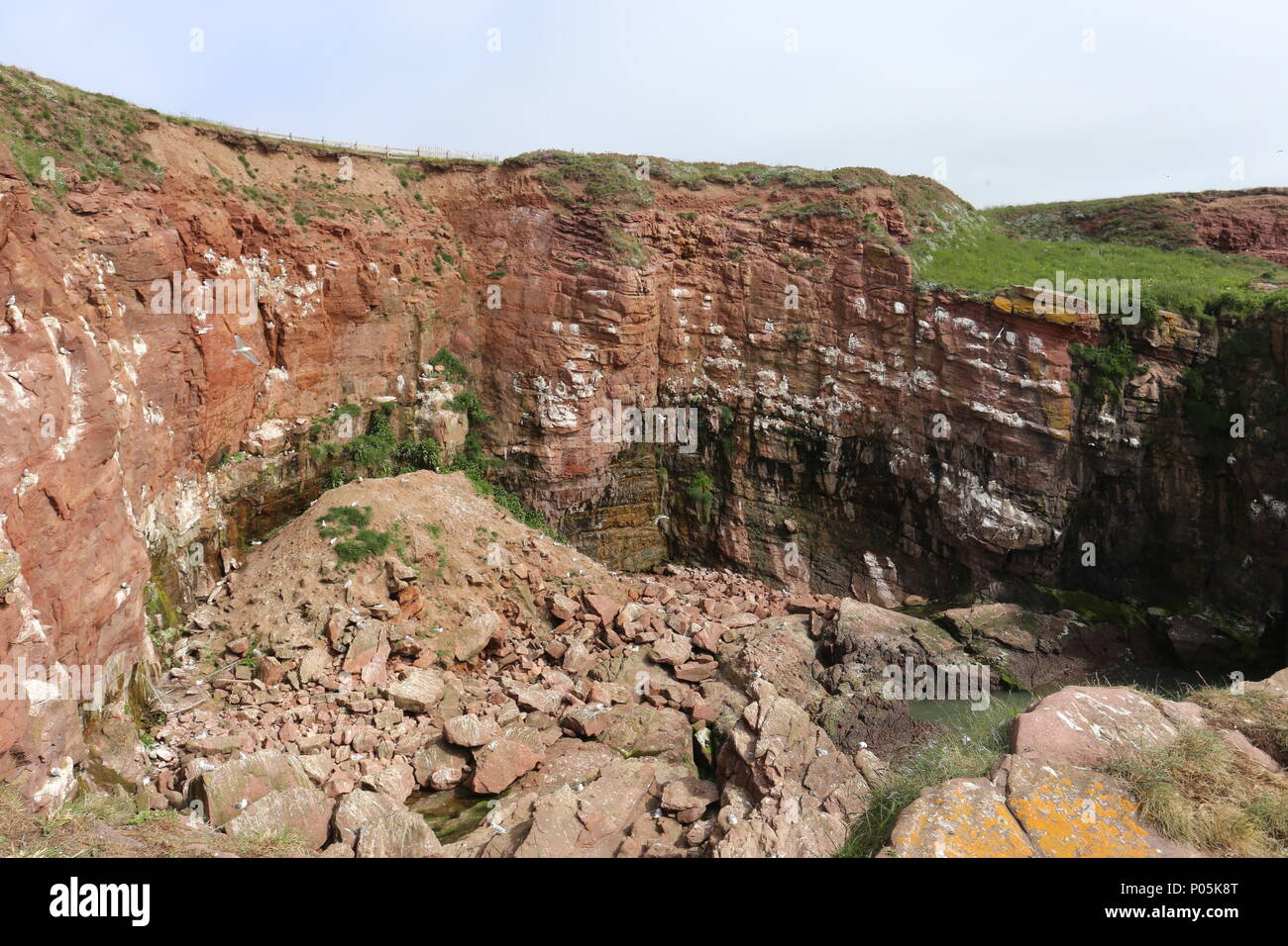 La nidification des goélands mer falaises Seaton Angus Scotland Juin 2018 Banque D'Images