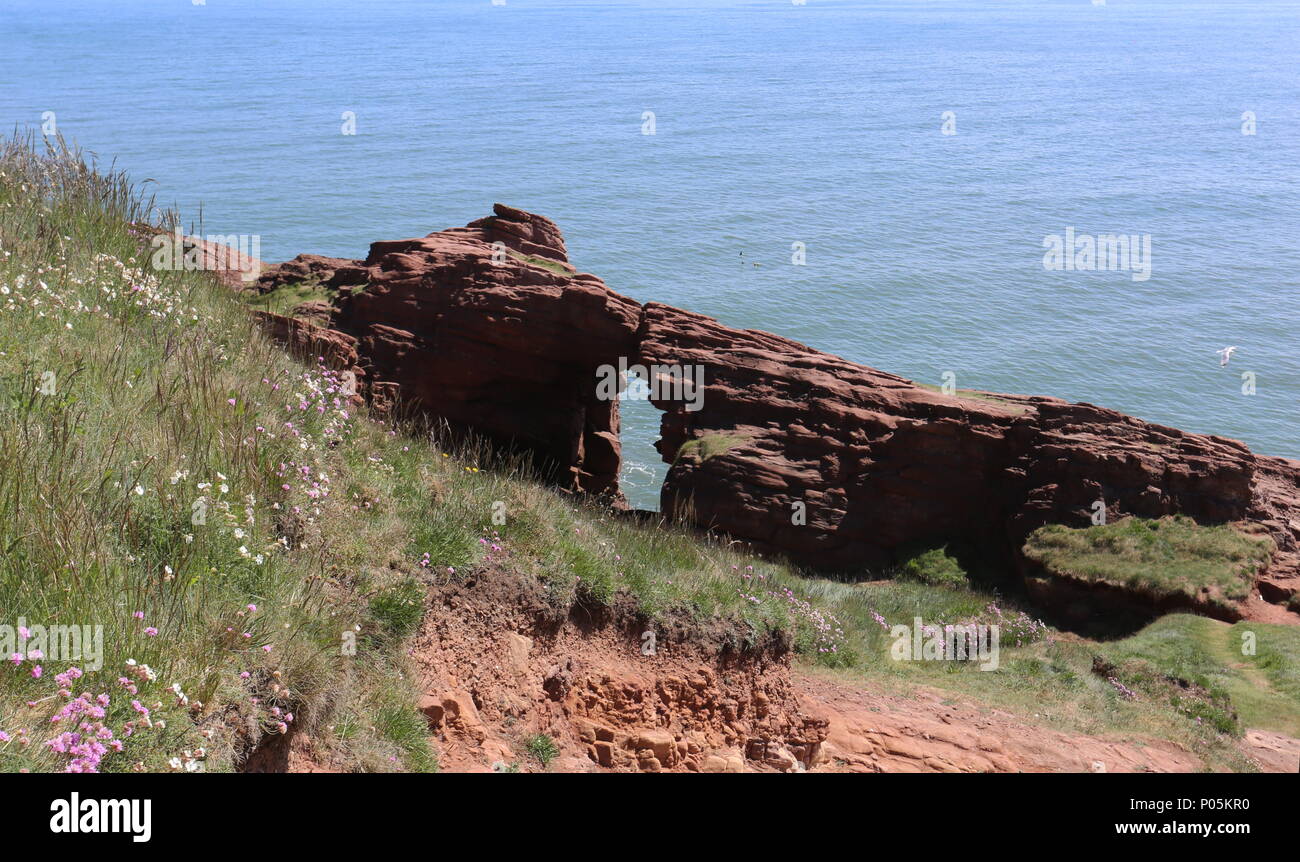 Aiguille E'e rock arch dans le grès rouge des falaises Seaton Angus Scotland Juin 2018 Banque D'Images