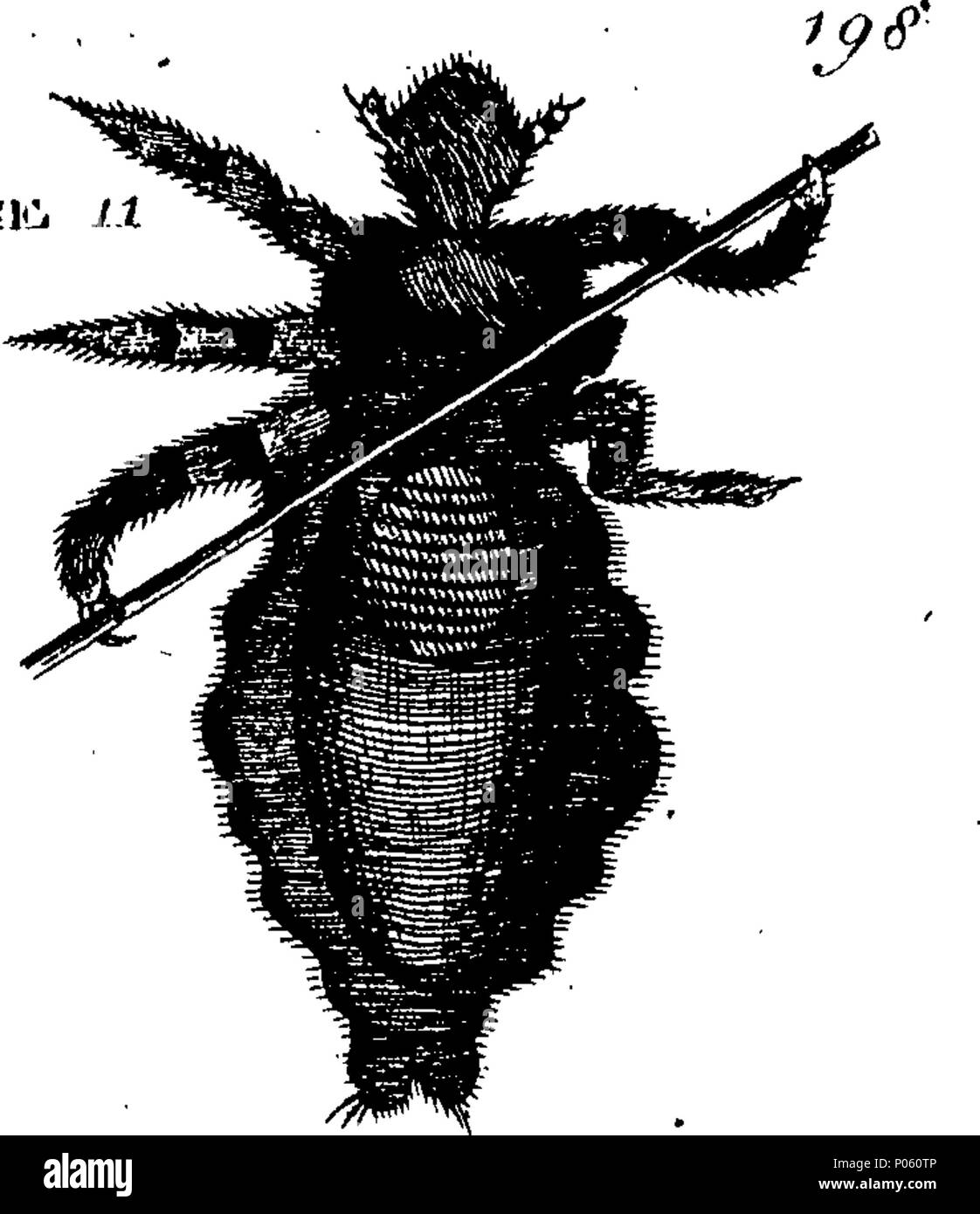 . Anglais : Fleuron du livre : une description de au-dessus de trois cents animaux, à savoir des bêtes, oiseaux, poissons, serpents et insectes. Avec un compte particulier de la façon d'attraper les baleines du Groenland. Extrait de Les meilleurs auteurs, et adapté à l'utilisation de toutes les capacités. Illustrés par des cuivres. Où est curieusement gravées tous les animaux, oiseau, poisson, Serpent, et l'insecte, décrit dans le livre en entier. 83 Une description de au-dessus de trois cents animaux, viz Fleuron T153852-59 Banque D'Images