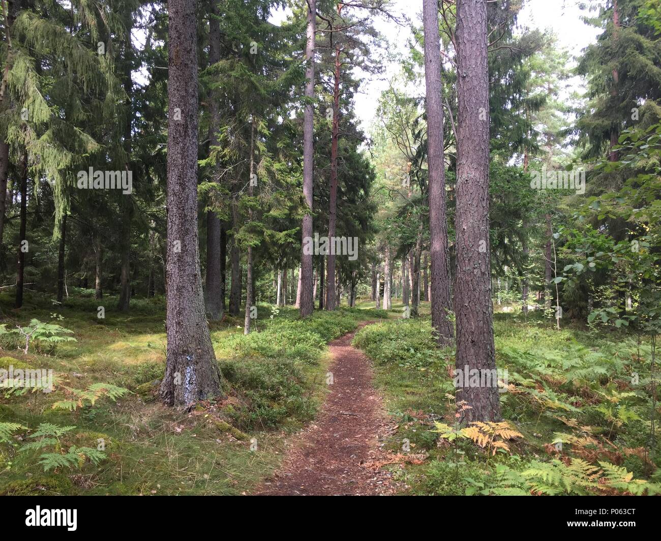 Weg durch den Wald dans Pommern, le chemin à travers les bois de la Suède Banque D'Images