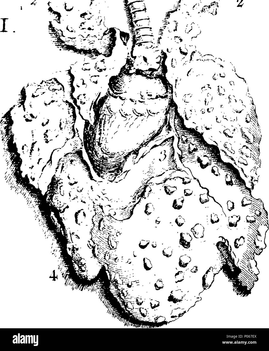 . Anglais : fleuron de livre : un mémoire sur l'utilisation de l'eau de mer dans les maladies des glandes. En particulier le scorbut, ictère, King's-Mal, la lèpre, et la consommation glandulaire. Traduit du latin de Richard Russel, M.D. par un éminent médecin. 96 Un mémoire sur l'utilisation de l'eau de mer dans les maladies des glandes Fleuron N008878-2 Banque D'Images