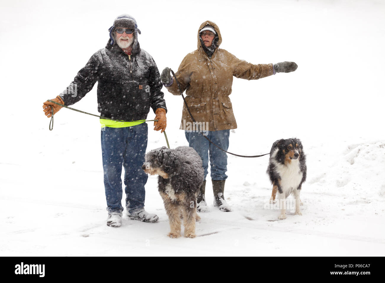 L'État de New York, USA, hiver 2017 : un couple à pied leurs chiens lors d'une tempête de neige dans la vallée de la Mohawk de New York Banque D'Images