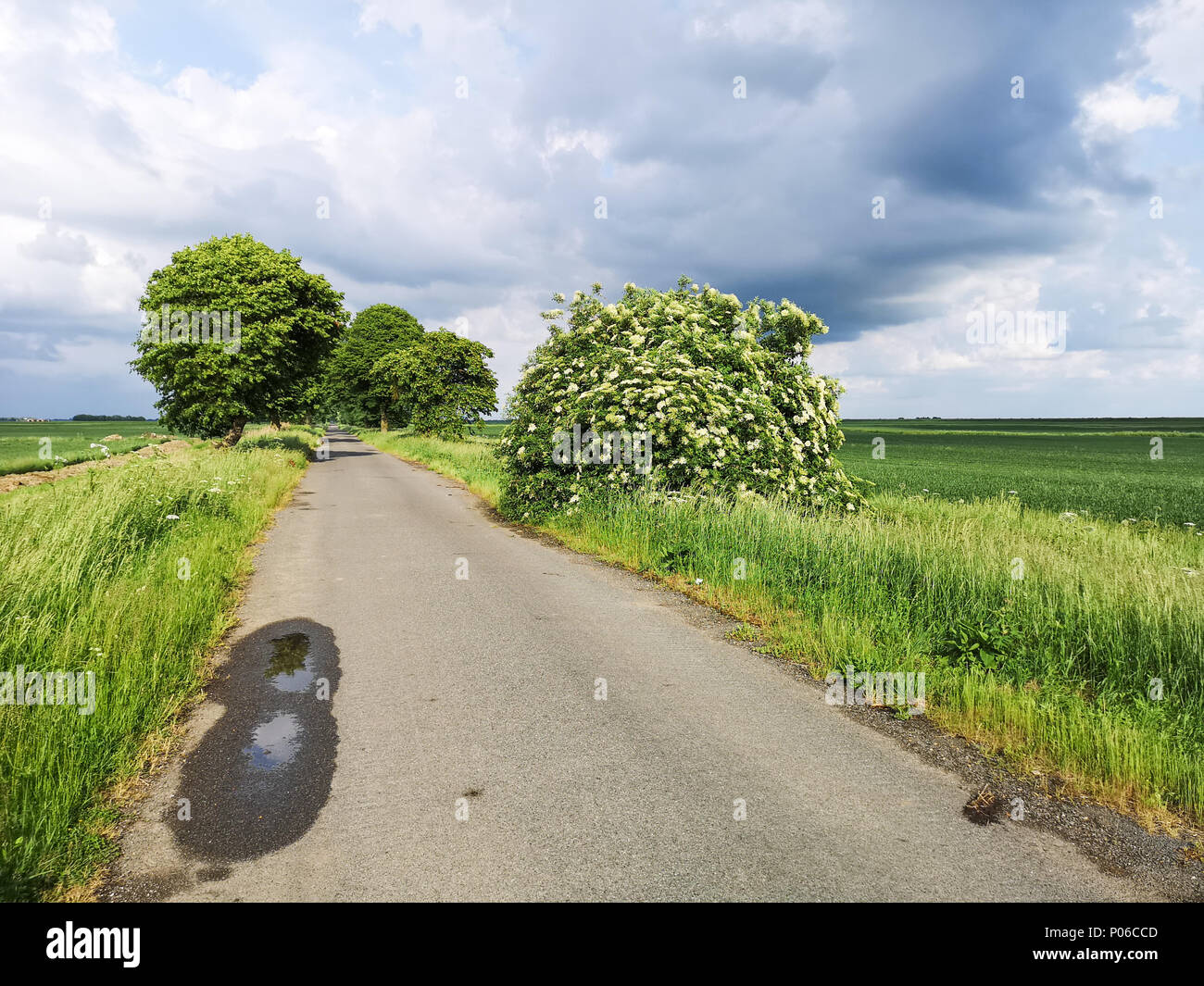 Thorney Dyke au début de l'été et une route qui semble aller pour toujours Banque D'Images