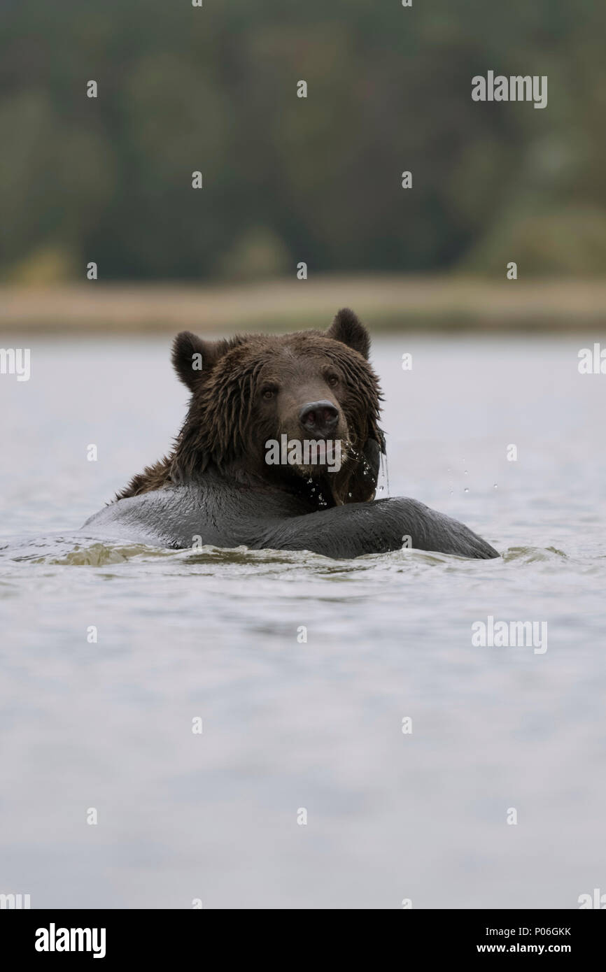 Ours brun européen Europaeischer / Braunbaer ( Ursus arctos ) natation, baignade, jouant dans l'eau, dans un lac, à l'air drôle, l'Europe. Banque D'Images