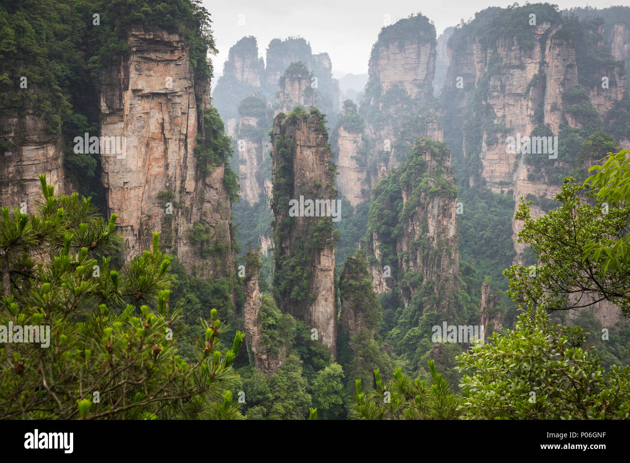 Zhangjiajie Forest Park. De gigantesques montagnes pilier du canyon. La province du Hunan, en Chine. Banque D'Images