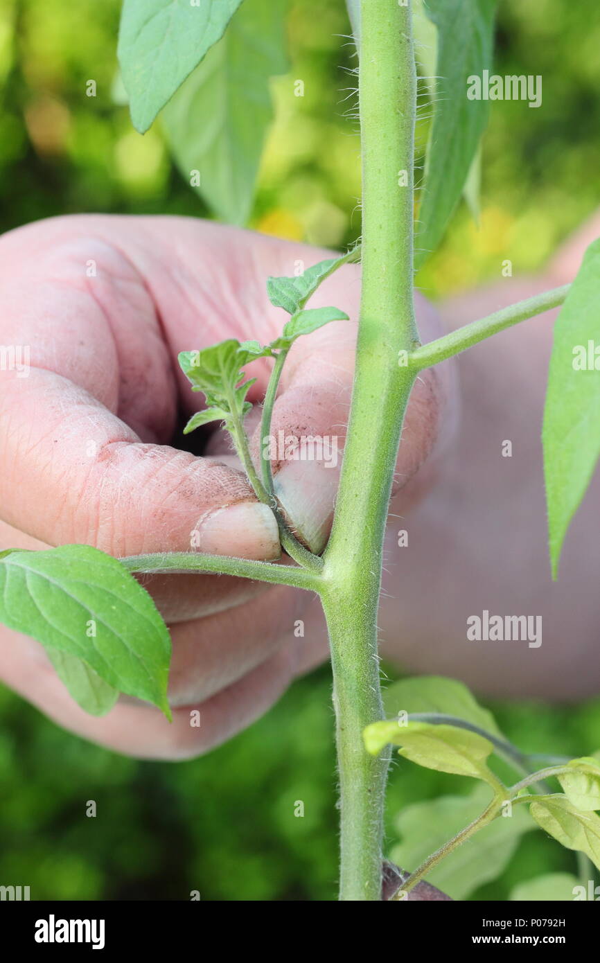 Solanum lycopersicum. Pincer les pousses latérales de plant de tomate 'Alicante' au début de l'été, UK Banque D'Images