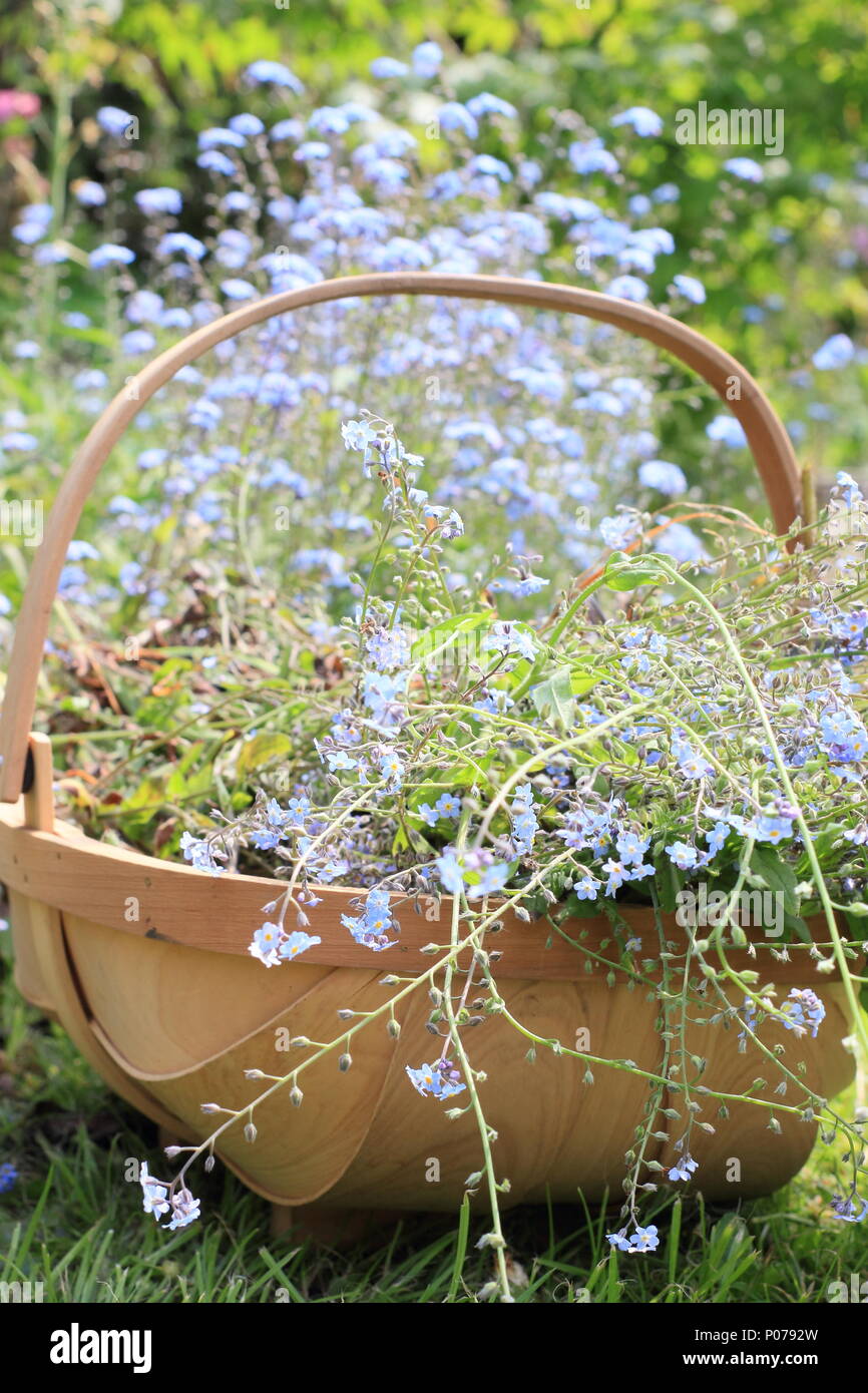 Myosotis. M'oubliez pas de compensation (fleurs Myosotis), de la frontière d'un jardin anglais dans un trug à la fin du printemps, UK Banque D'Images