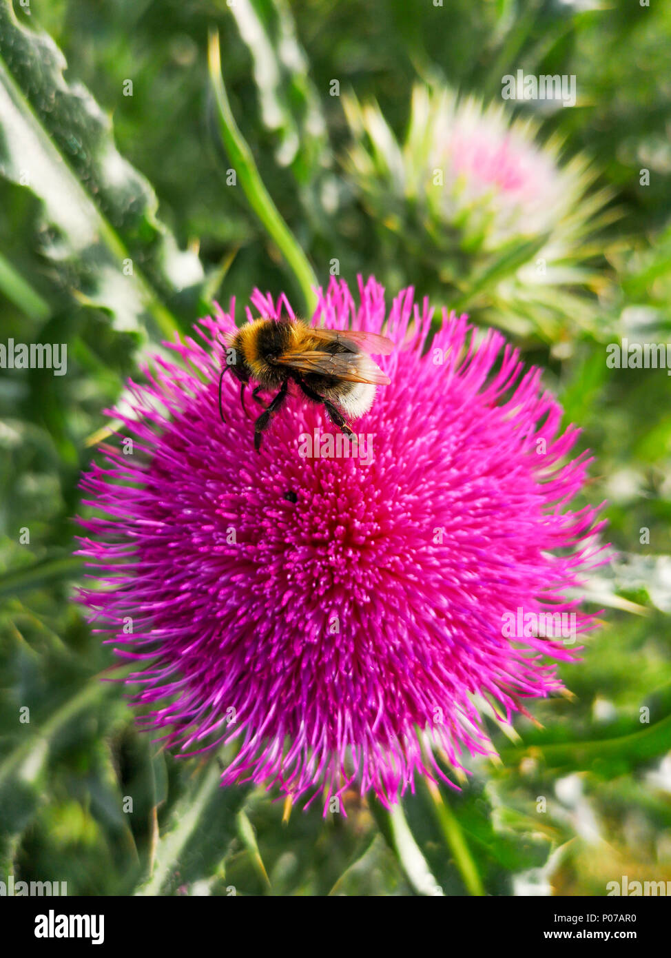 Bombus vestalis, la vestal cuckoo bumblebee Banque D'Images