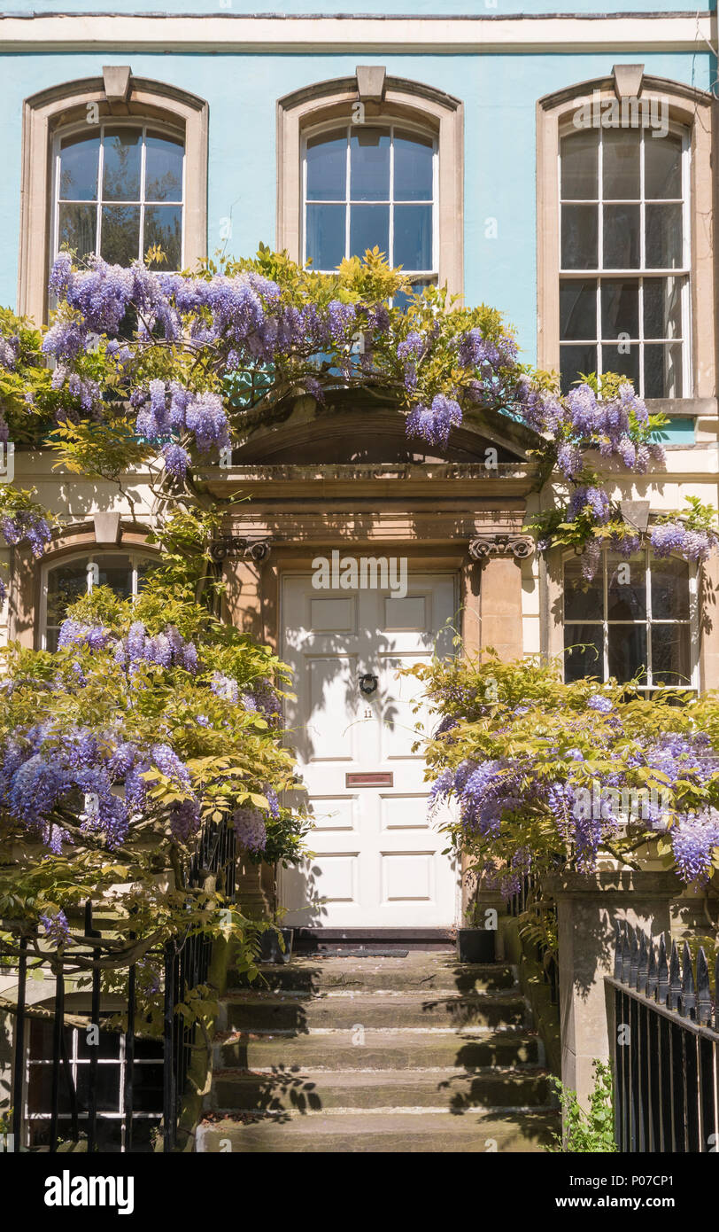 Maisons sous les glycines en condensats chauds, Bristol, Royaume-Uni Banque D'Images