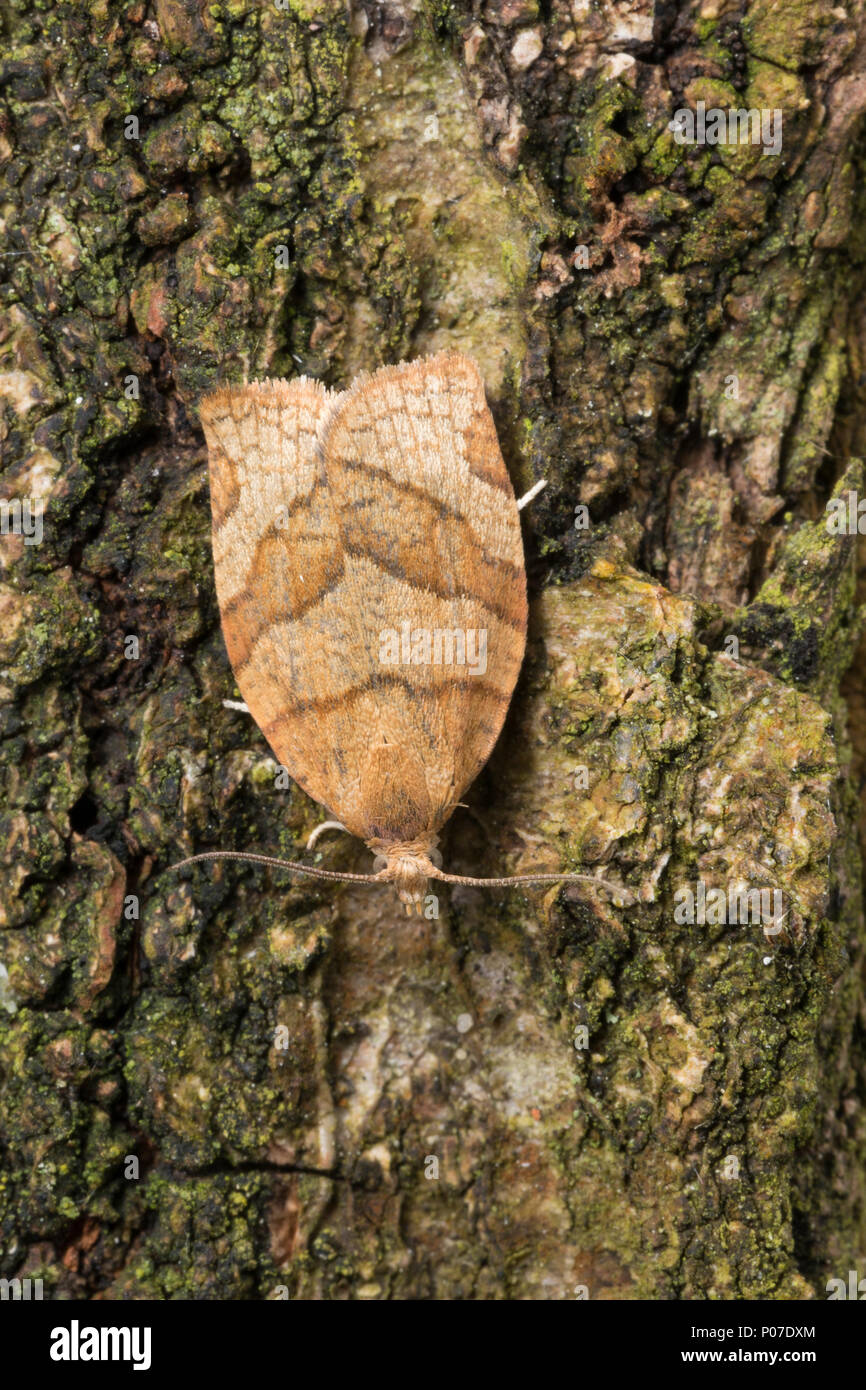 Johannisbeer-Breitwickler Johannisbeerbreitwickler, Pandemis cerasana, interdit, fruit-tree fruit tree, la tordeuse tortrix spongieuse, la Aperçu des blessures des arbres des arb Banque D'Images