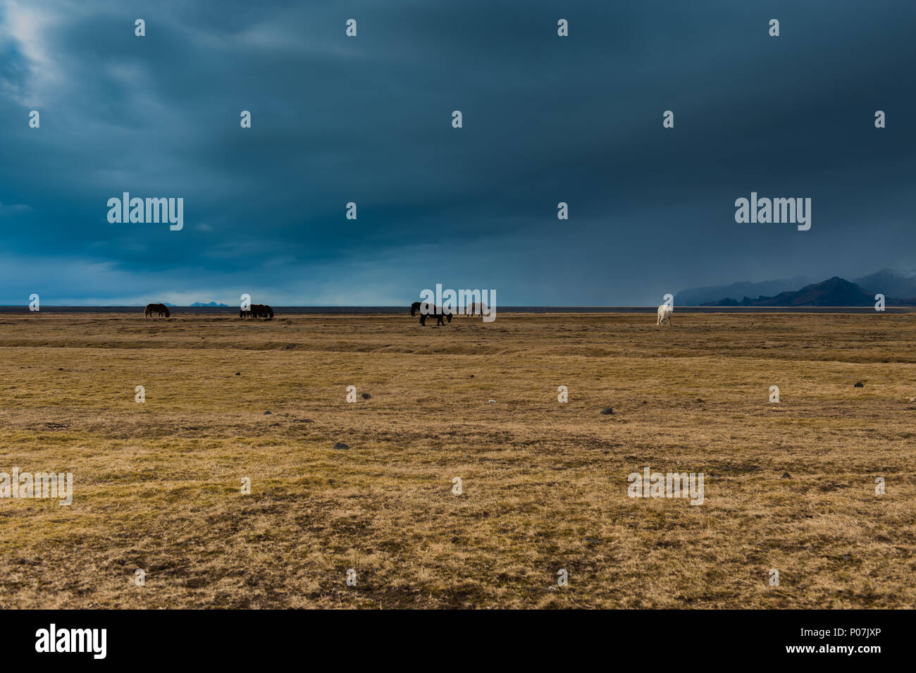 Groupe de chevaux Islandais sur une prairie couverte par des nuages sombres qui le mauvais temps avec elle, de l'islande avril 2018 Banque D'Images