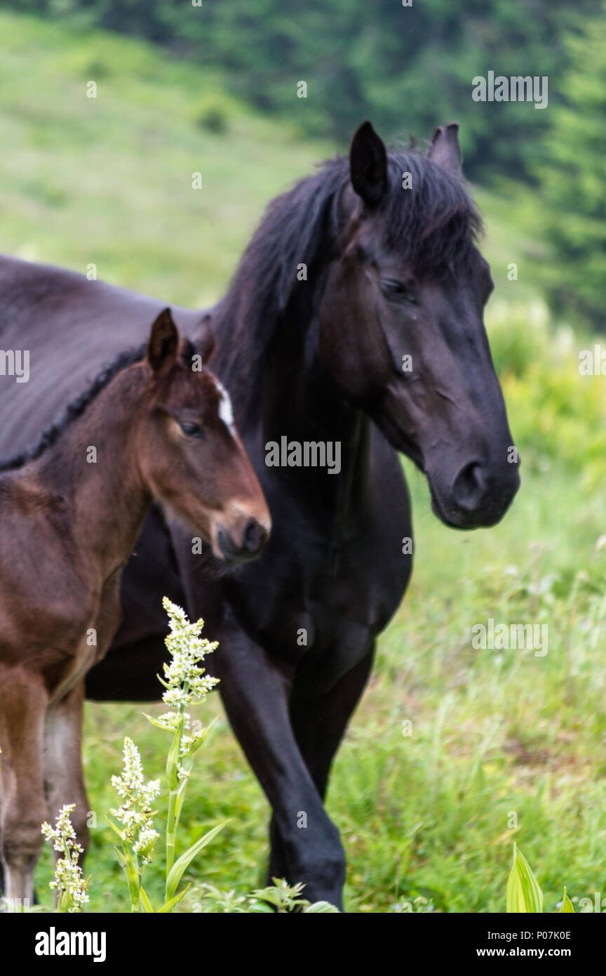 L'un de mes bons amis a dû laisser son cheval bien-aimé aller de l'autre côté..nous avons décidé de faire quelques dernières photos de lui avant qu'il nous quitter. Banque D'Images