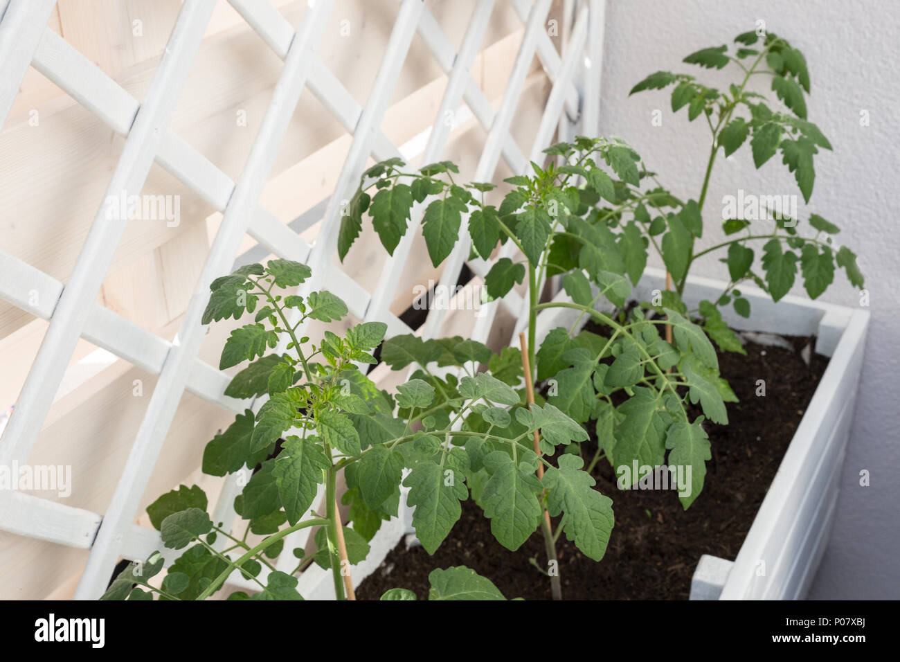 Les plants de tomates de plus en plus élever en lit. Banque D'Images