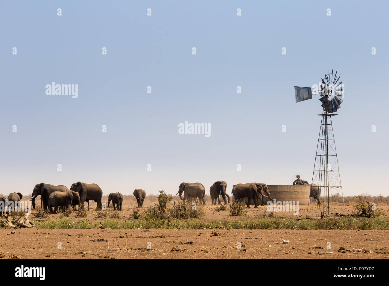 Troupeau d'éléphants africains à trou d'eau par l'homme, parc Kruger, Afrique du Sud, l'Afrique Banque D'Images