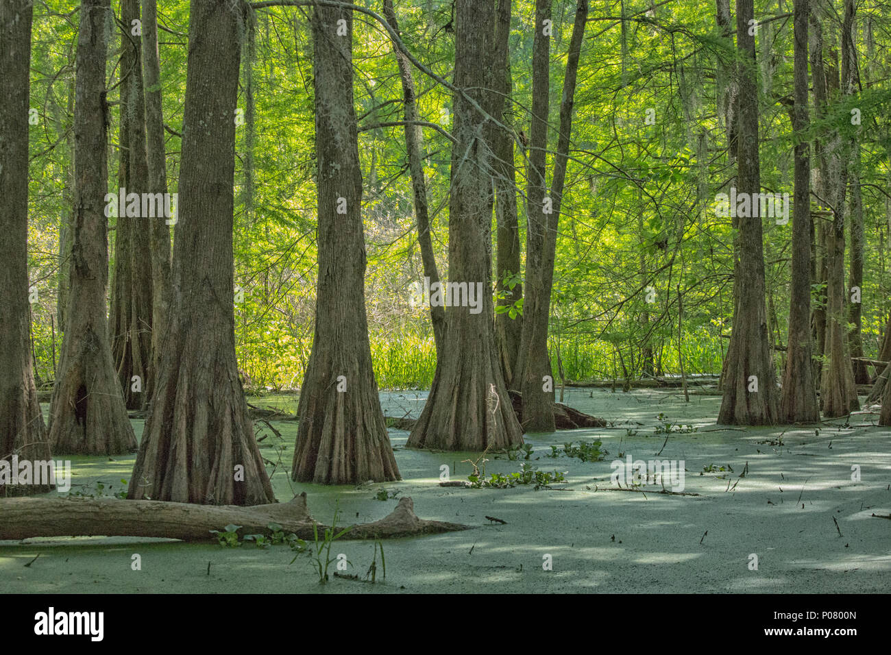 Cyprès chauve (Taxodium distichum) ; Lac Martin, Breaux Bridge, bassin Atchafalaya, Sud des États-Unis, États-Unis d'Amérique du Nord ; Banque D'Images