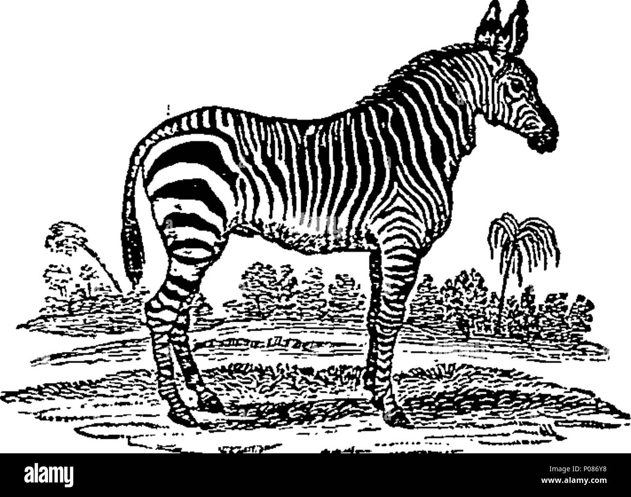 . Anglais : Fleuron du livre : une histoire générale de quadrupèdes. Les chiffres gravés sur bois par T. Bewick. 105 Une histoire générale de quadrupèdes. Les chiffres gravés sur bois par T. Bewick. Fleuron T060630-16 Banque D'Images