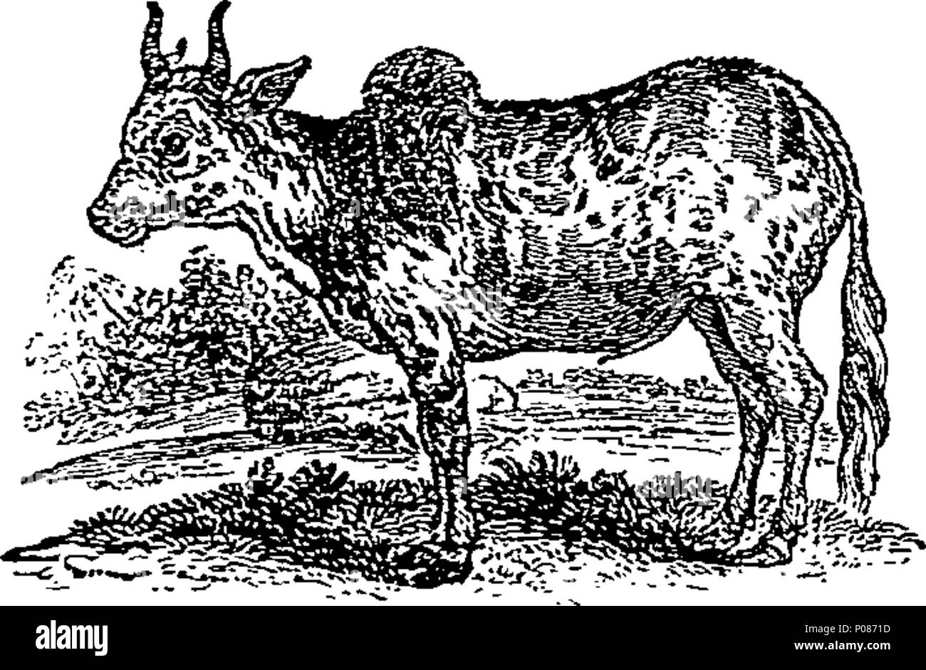 . Anglais : Fleuron du livre : une histoire générale de quadrupèdes. Les chiffres gravés sur bois par T. Bewick. 106 Une histoire générale de quadrupèdes. Les chiffres gravés sur bois par T. Bewick. Fleuron T060630-31 Banque D'Images