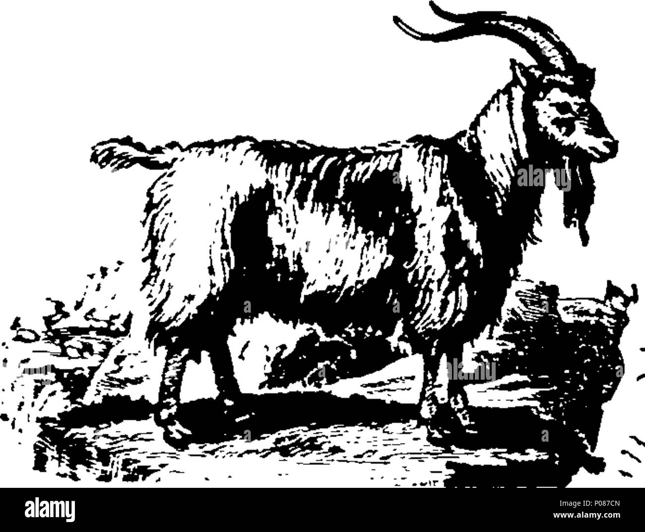 . Anglais : Fleuron du livre : une histoire générale de quadrupèdes. Les chiffres gravés sur bois par T. Bewick. 106 Une histoire générale de quadrupèdes. Les chiffres gravés sur bois par T. Bewick. Fleuron T061242-38 Banque D'Images