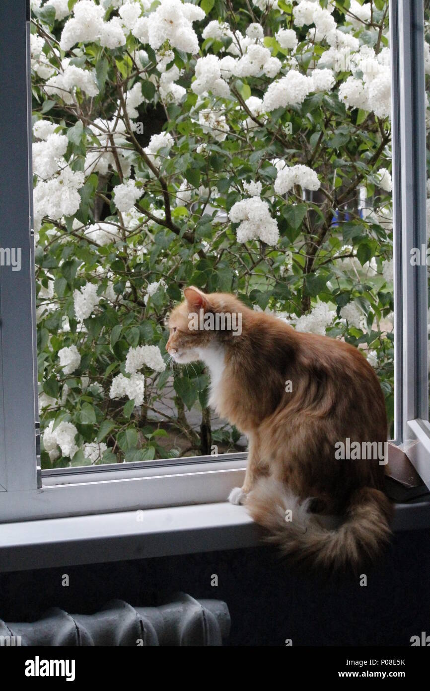 Lumineux orange fluffy cat s'asseoir sur la fenêtre ouverte sur l'aspect pompeux fleurissent lilas blanc Banque D'Images